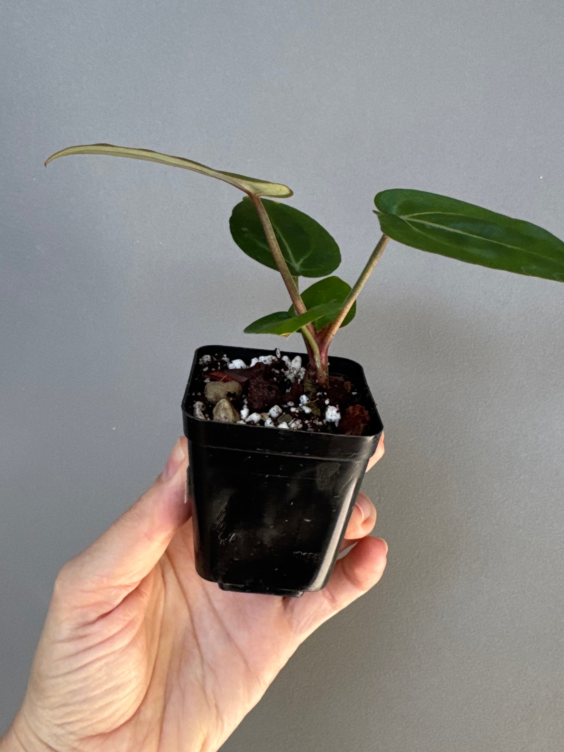 Anthurium (ZxM) x (NSE Red Crystallinum x Carlablackiae)