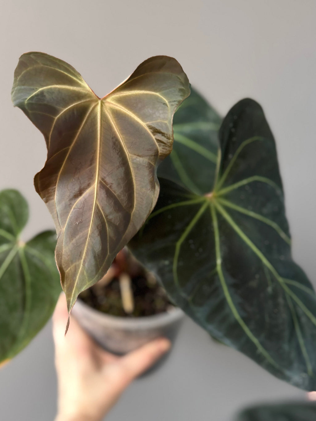 **NEW** Anthurium (Subsignatum x Papillilaminum ‚Marie‘) x ((Besseae aff. x BVEP) x Besseae aff. ‚wide sinus‘) - germinated seeds