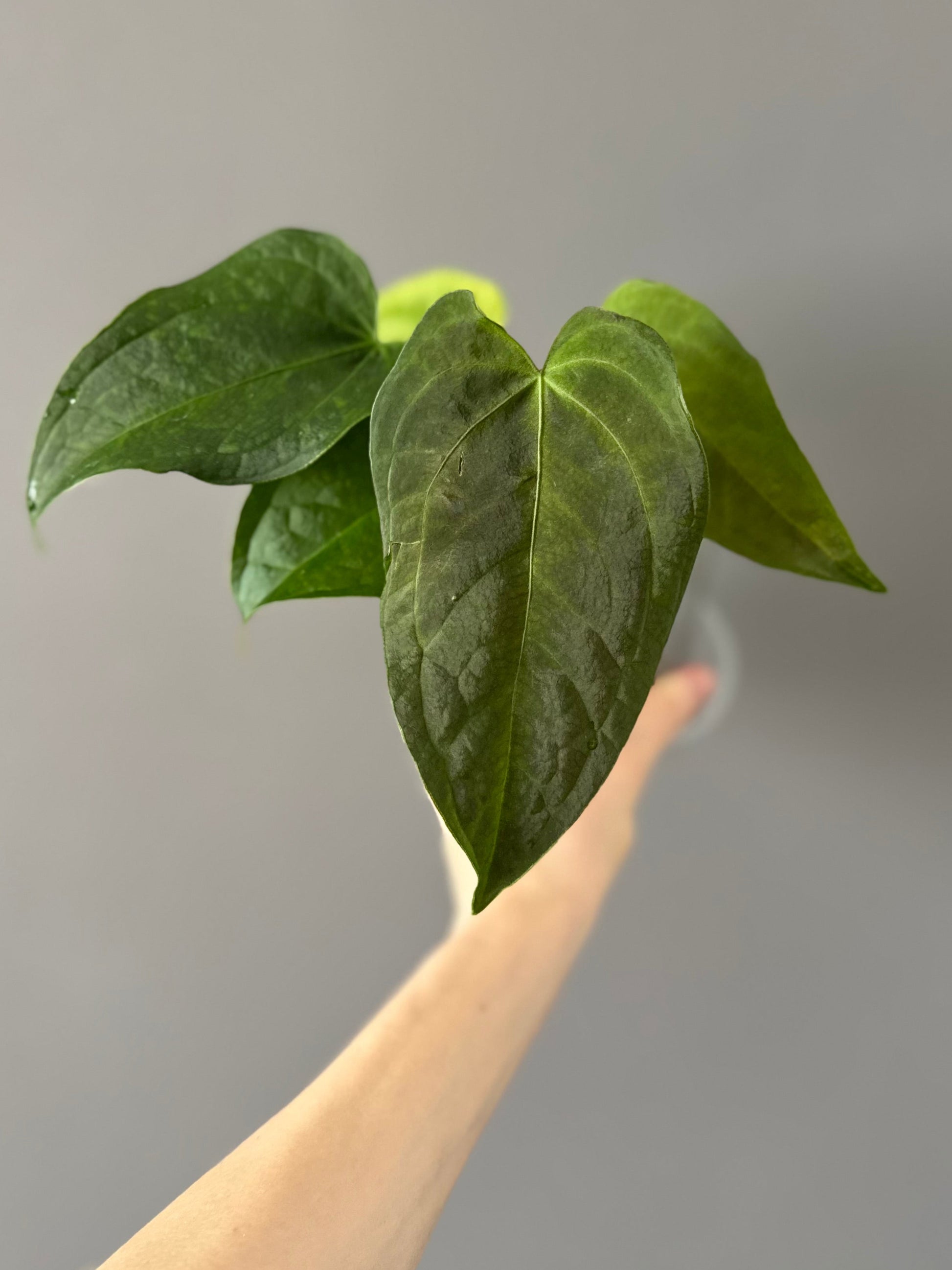 Anthurium Queen of Hearts x Besseae aff. OR forgetii (nordicplantdiary)