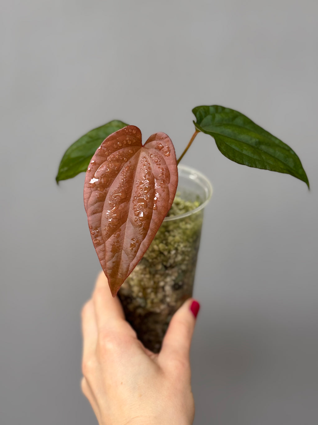 Anthurium BVEP x luxurians (Scott)