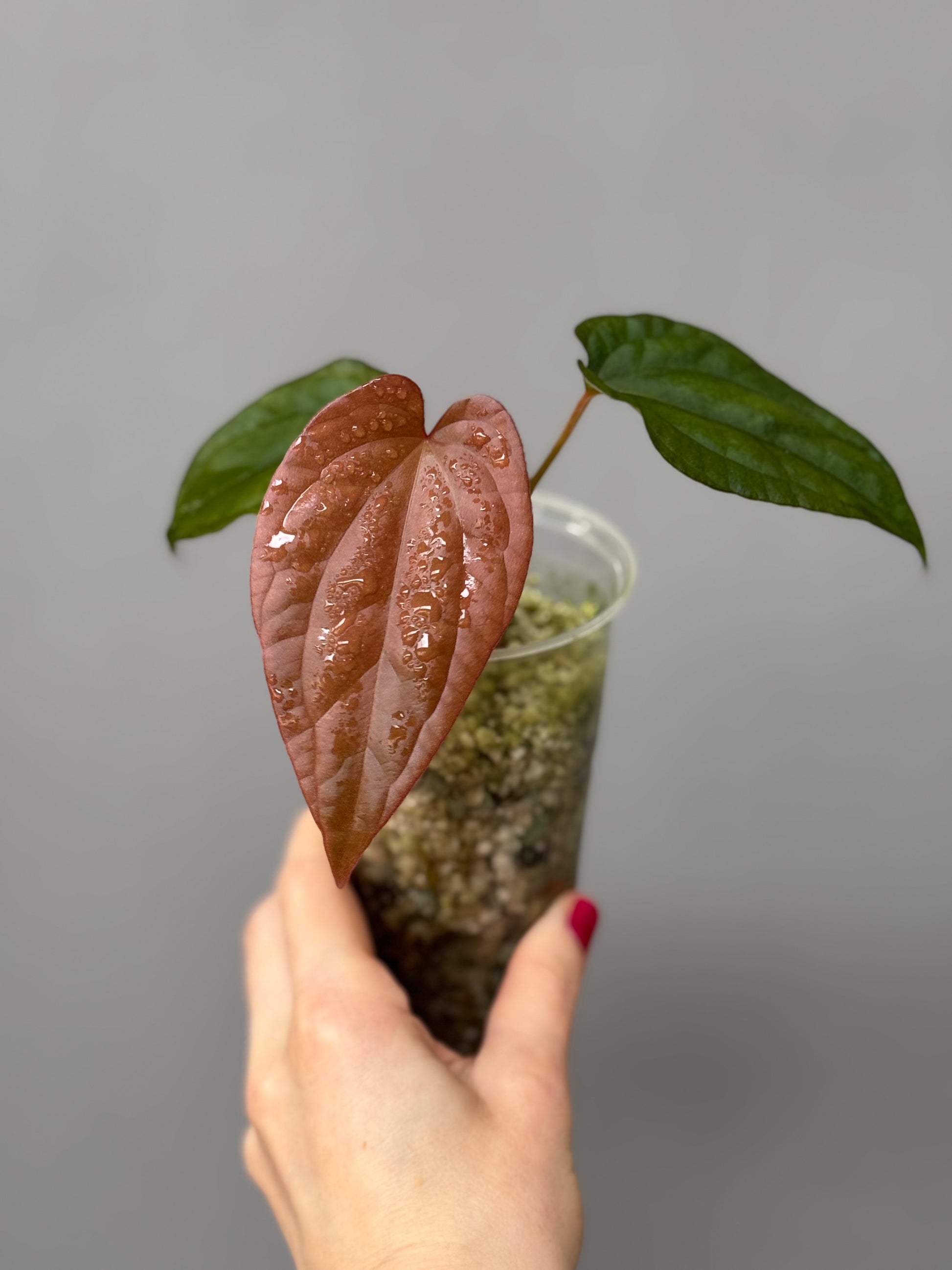 Anthurium BVEP x luxurians (Scott)