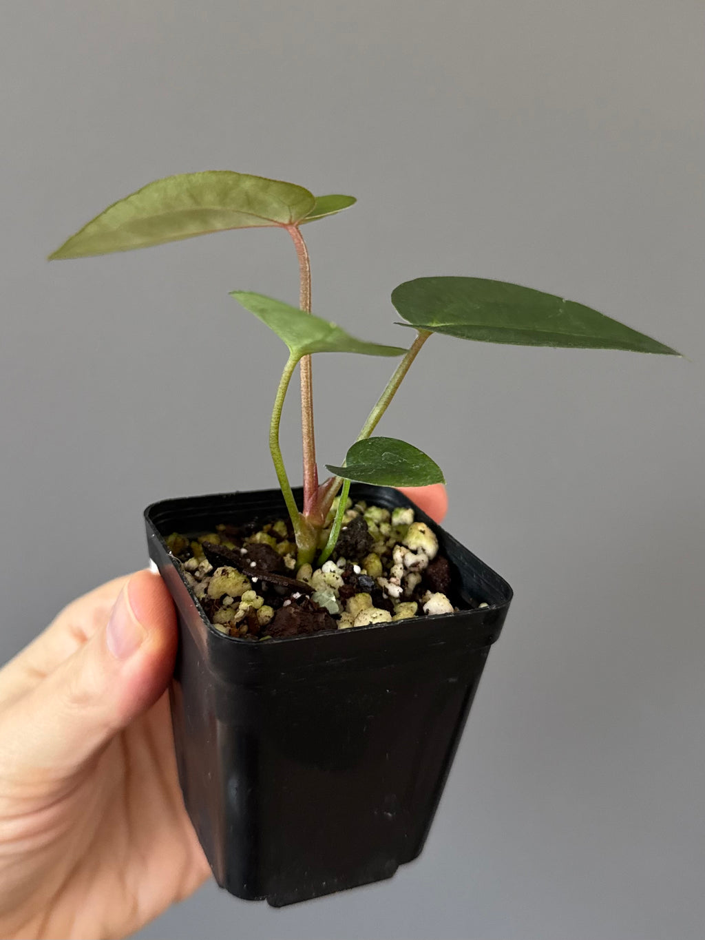 Anthurium (AOS x forgetii) x (NSE Red Crystallinum x Carlablackiae)