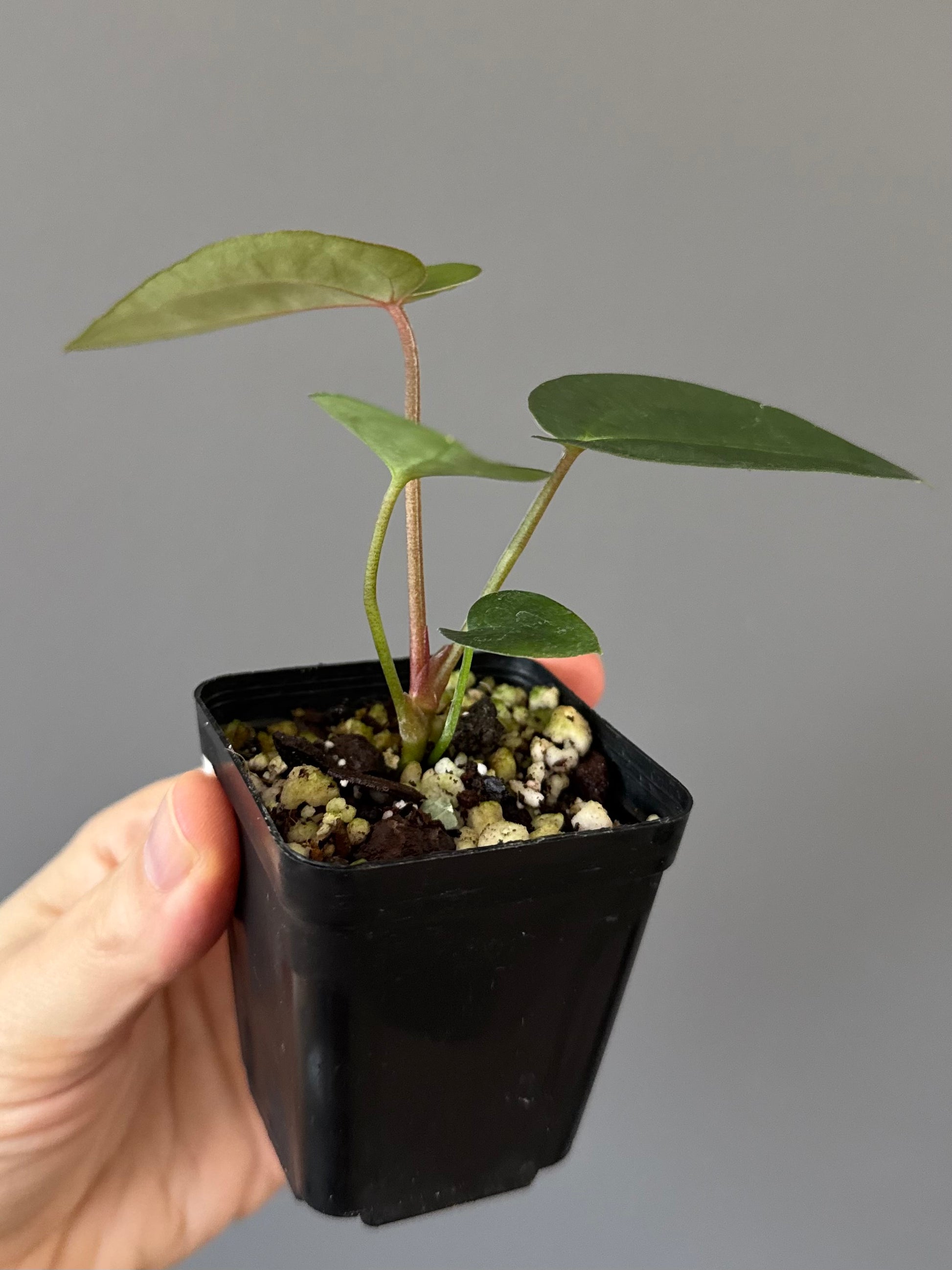 Anthurium (AOS x forgetii) x (NSE Red Crystallinum x Carlablackiae)