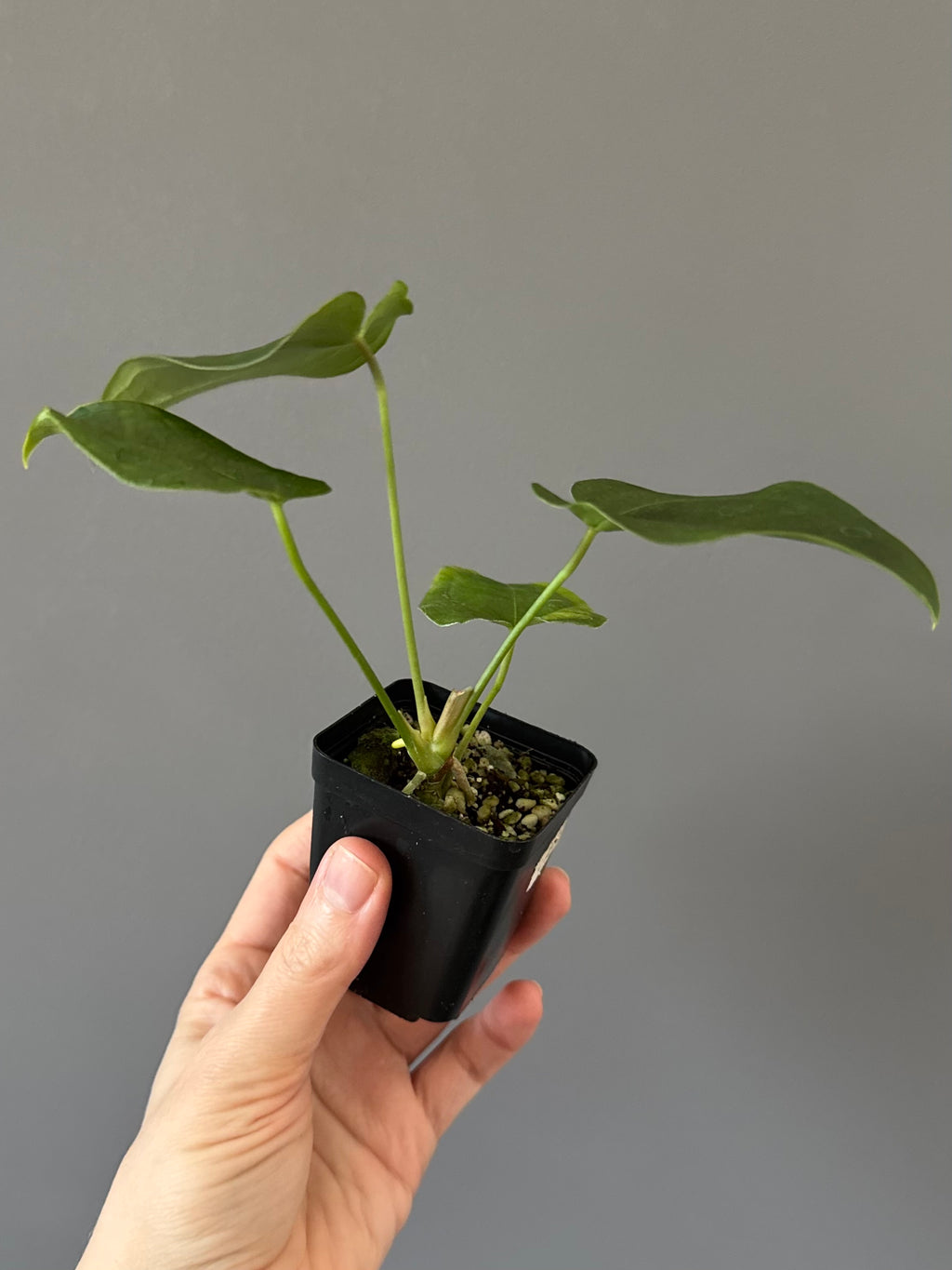 Anthurium Queen of Hearts x Besseae aff. OR forgetii (nordicplantdiary)