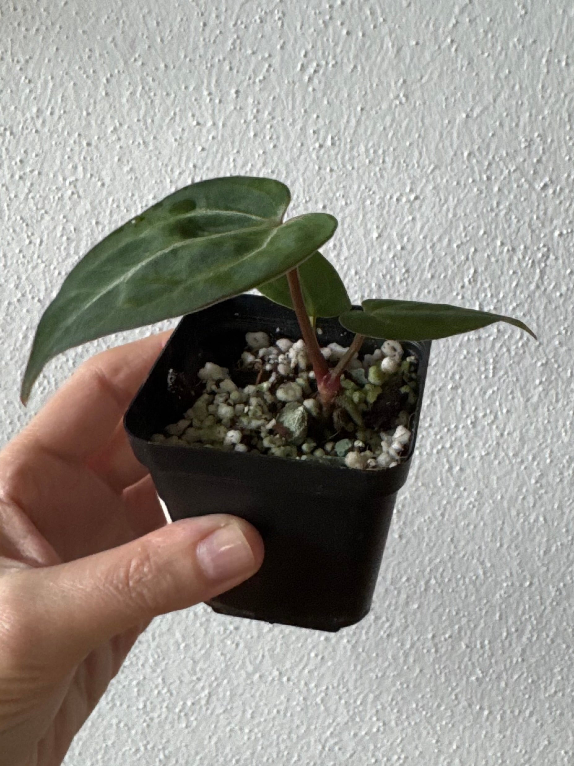 NSE Red Crystallinum x Carlablackiae (blister variegated) Clone/Ableger