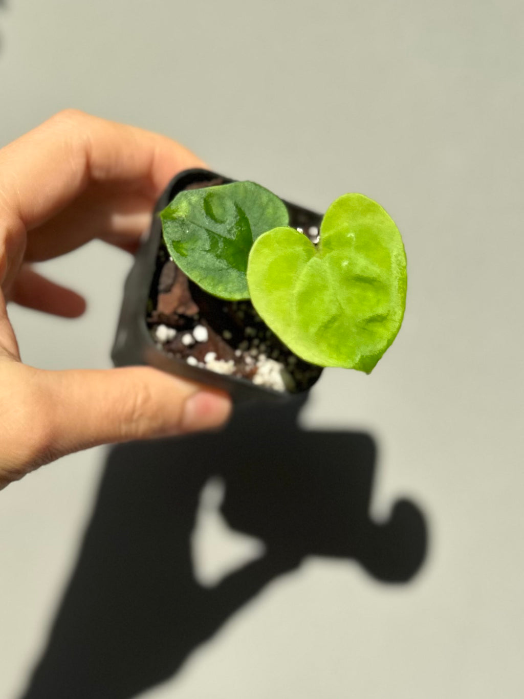 Anthurium Papillilaminum round x Darkest Panama