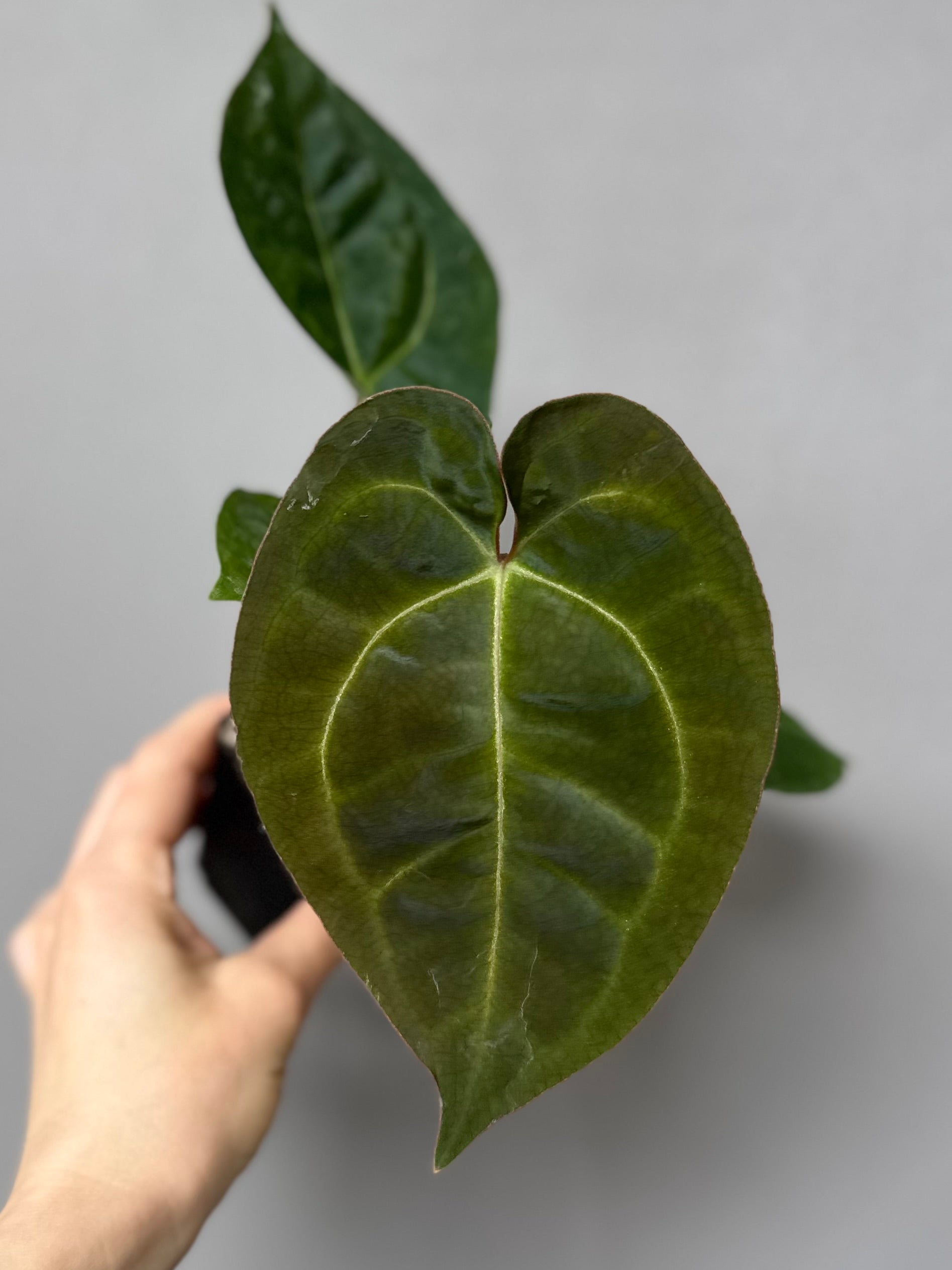 Anthurium (AOS x forgetii) x (NSE Red Crystallinum x Carlablackiae)