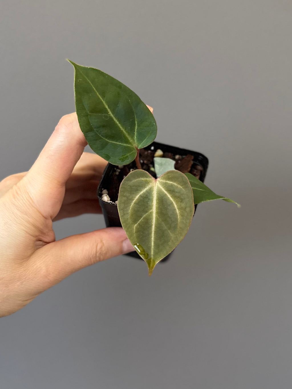 Anthurium besseae aff. x warocqueanum Esmeralda