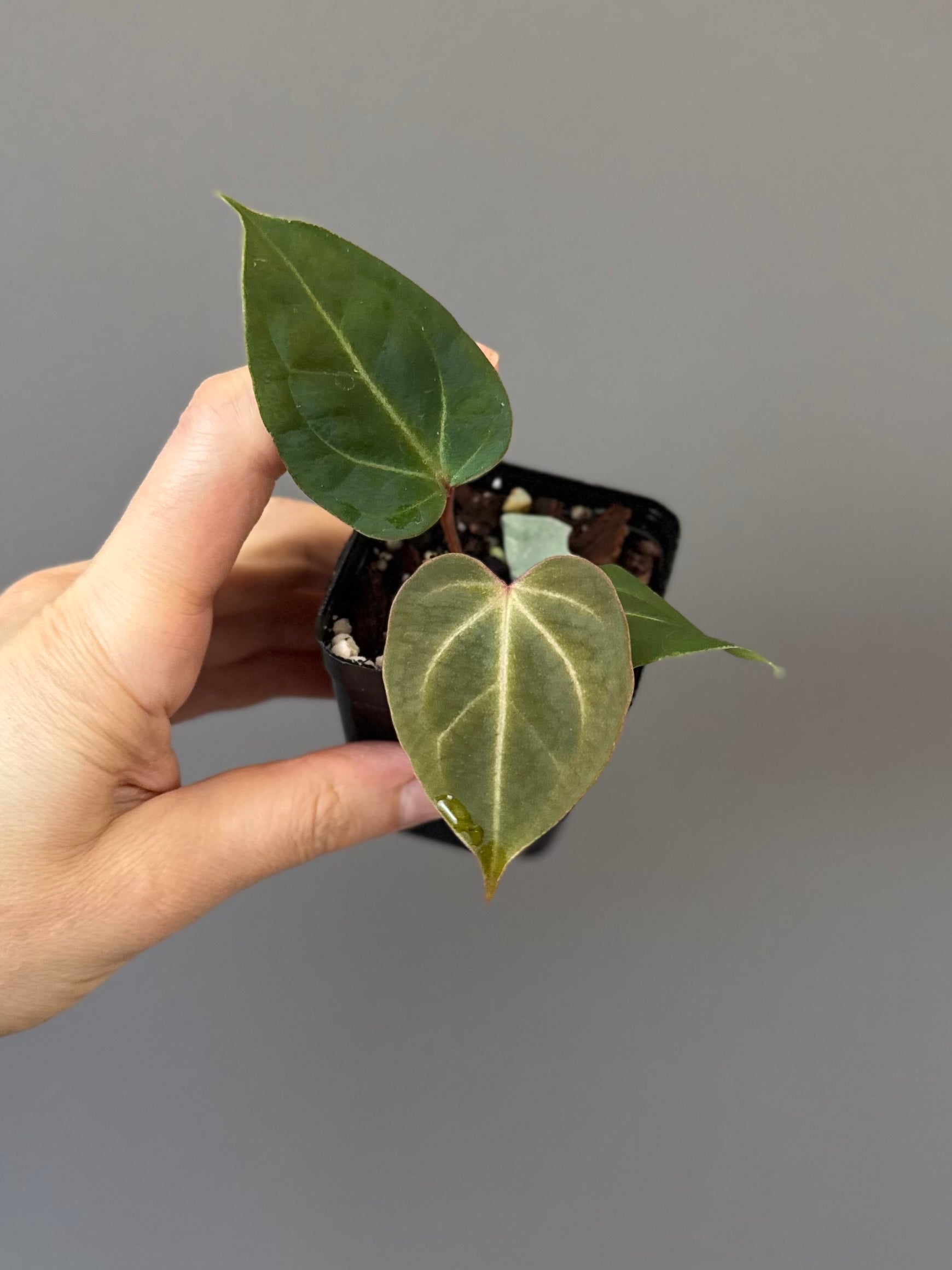 Anthurium besseae aff. x warocqueanum Esmeralda