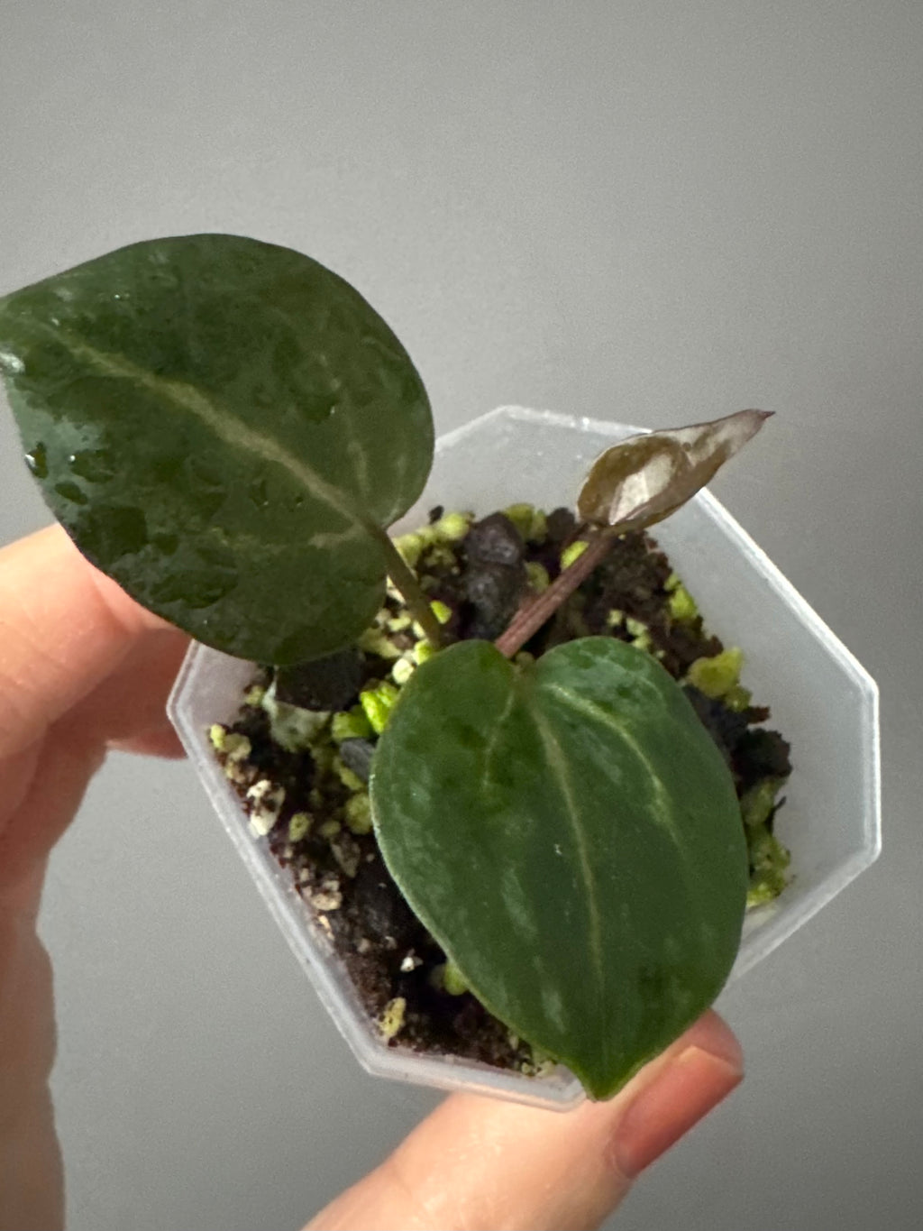 Anthurium Crystallinum Select Color x M