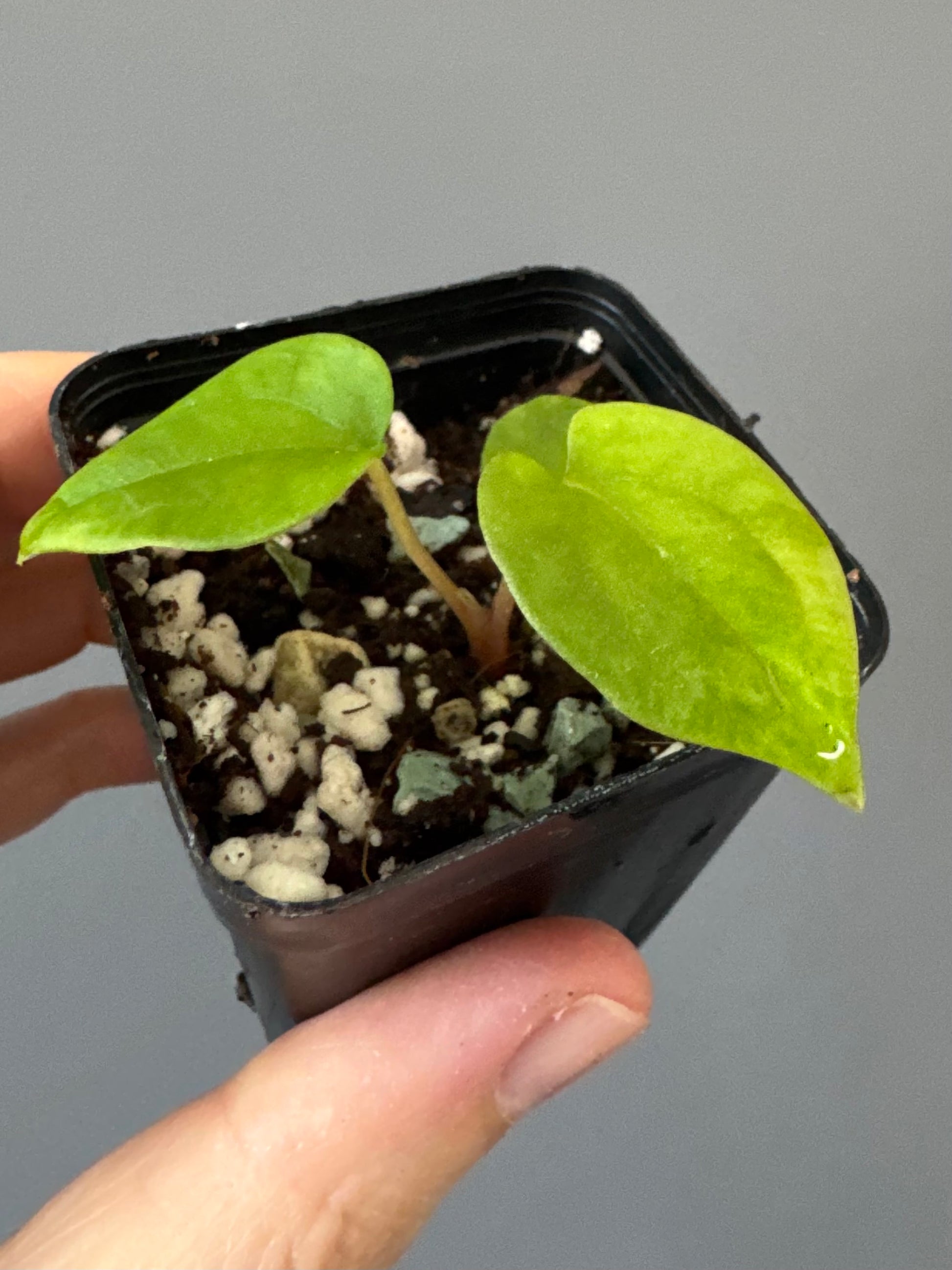 Anthurium BVEP OG1 x Papillilaminum Lago Gatun