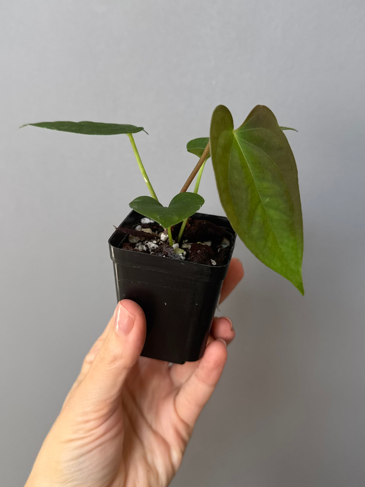 Anthurium Papillilaminum x FSxRVDP