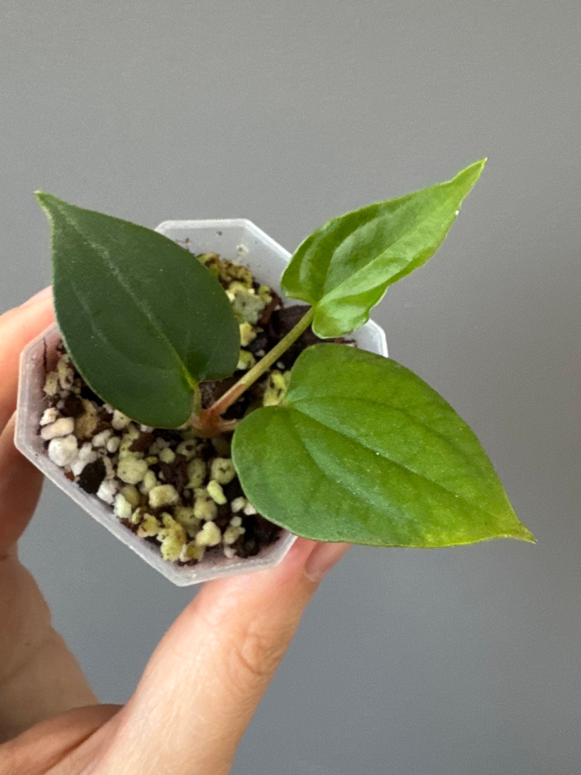 Anthurium ((papillilaminum Ralph Lynam x Fort Sherman) x carlablackiae) X RVDP (greenfelicities)