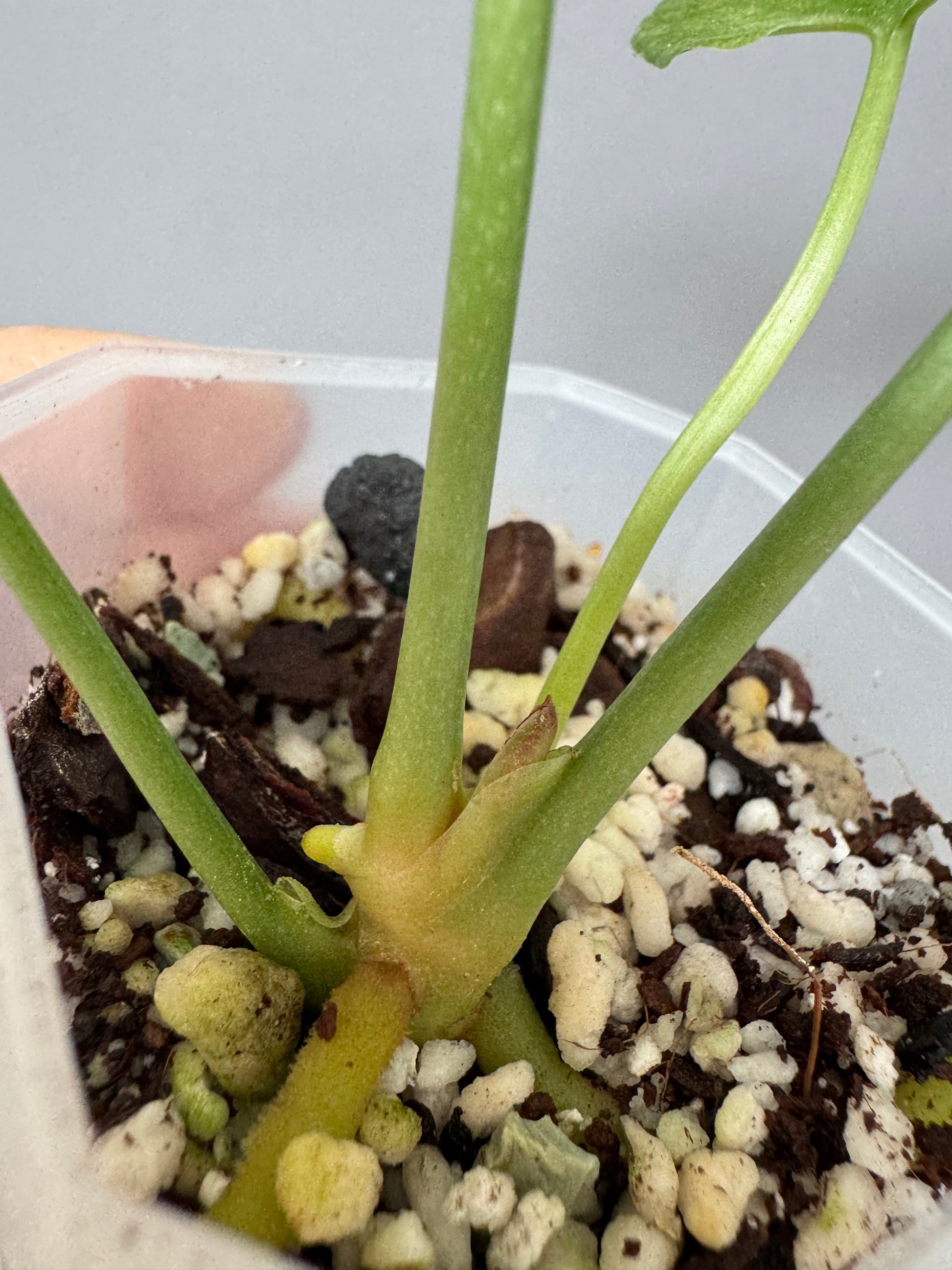 Anthurium Delta Force