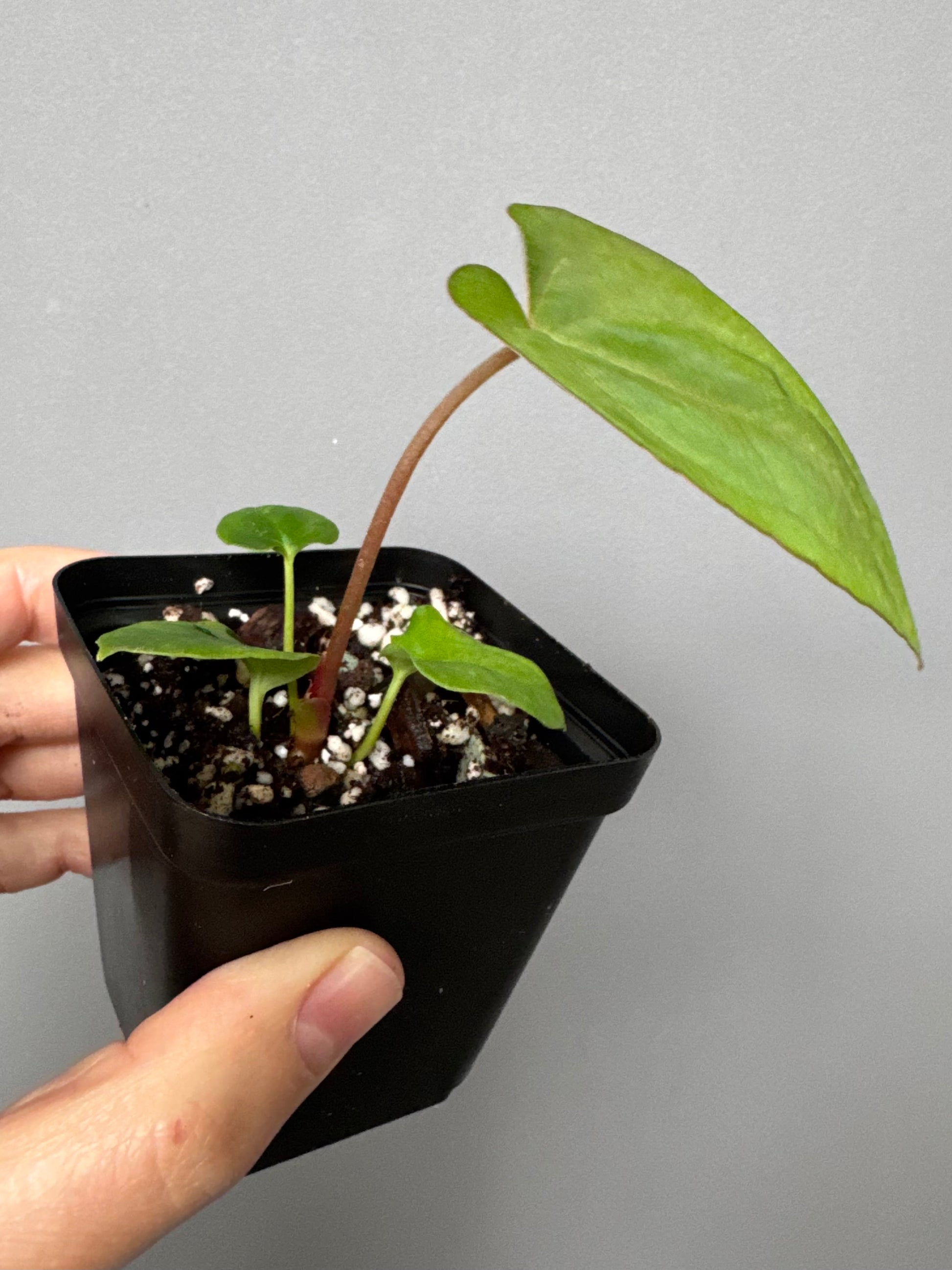 Anthurium Papillilaminum ,Daniel' x (Carlablackiae A1 x Papillilaminum)