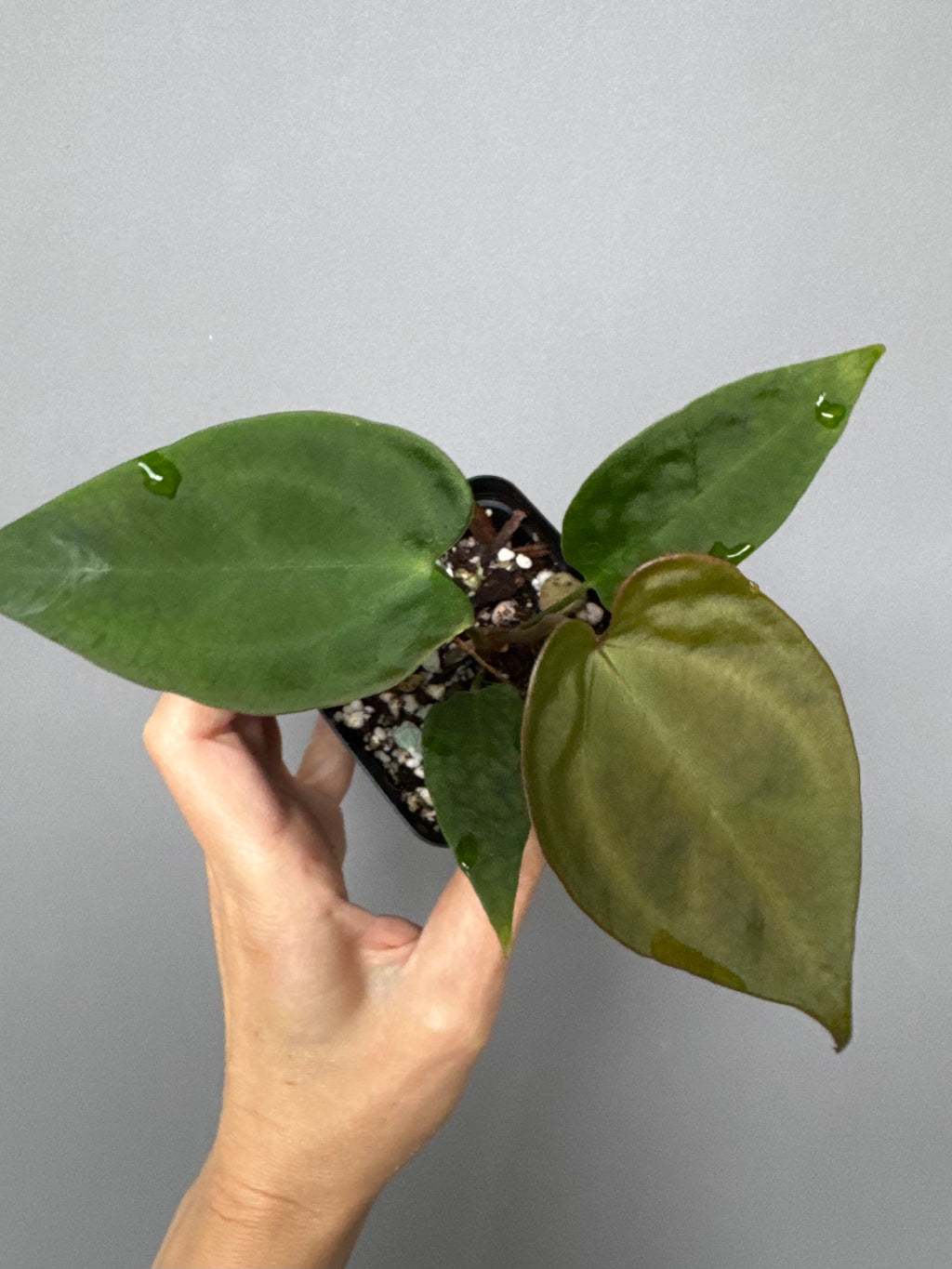 Anthurium (Indo Port x KOS) x (KOS x forgetii)