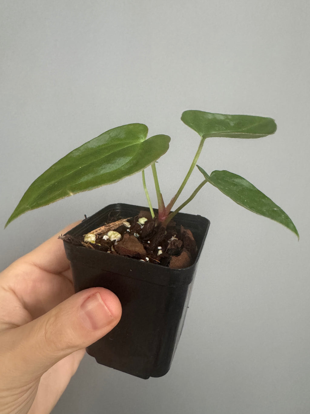 Anthurium NoID x (AOS x forgetii)