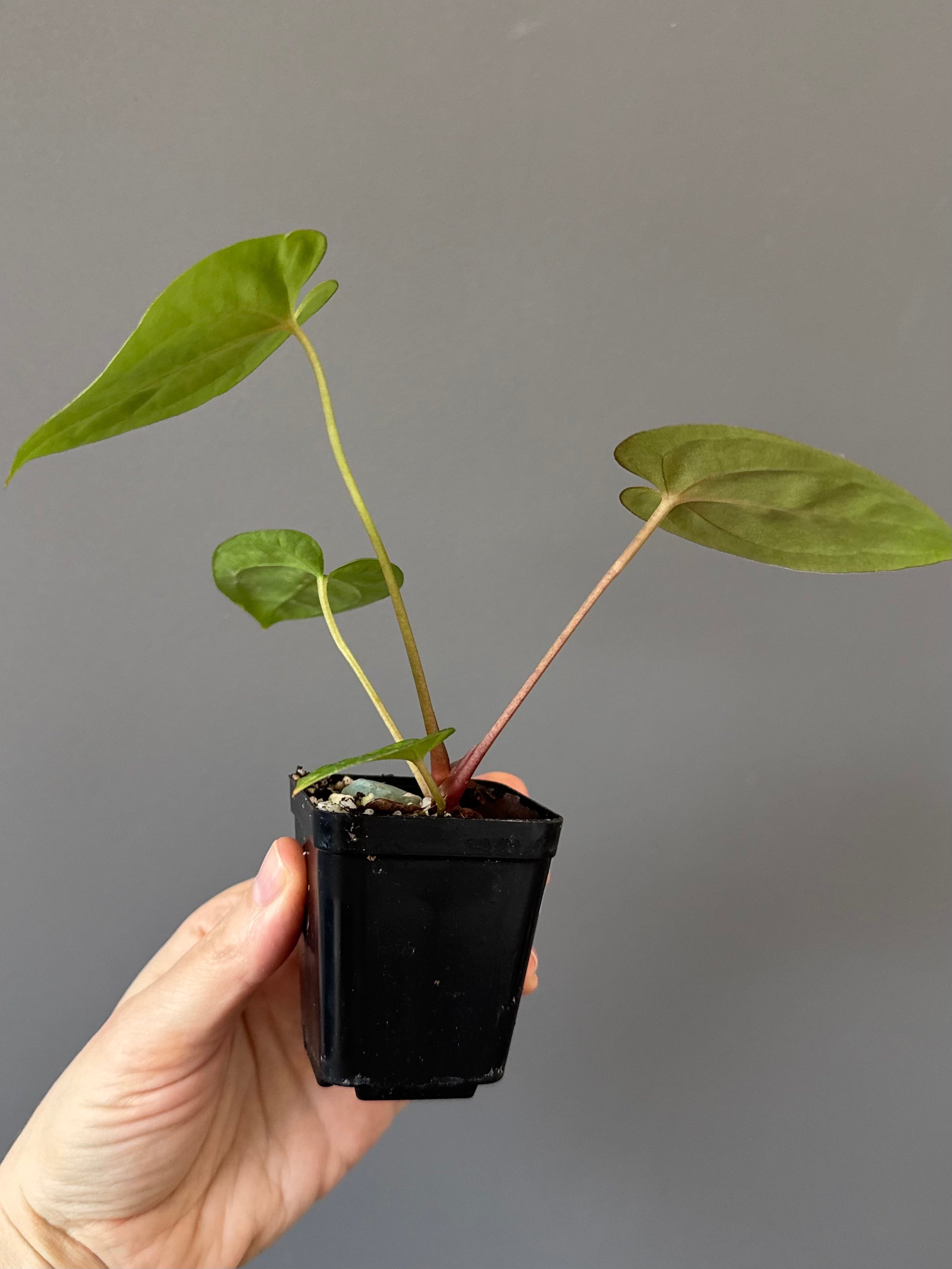 Papillilaminum T6xT7
