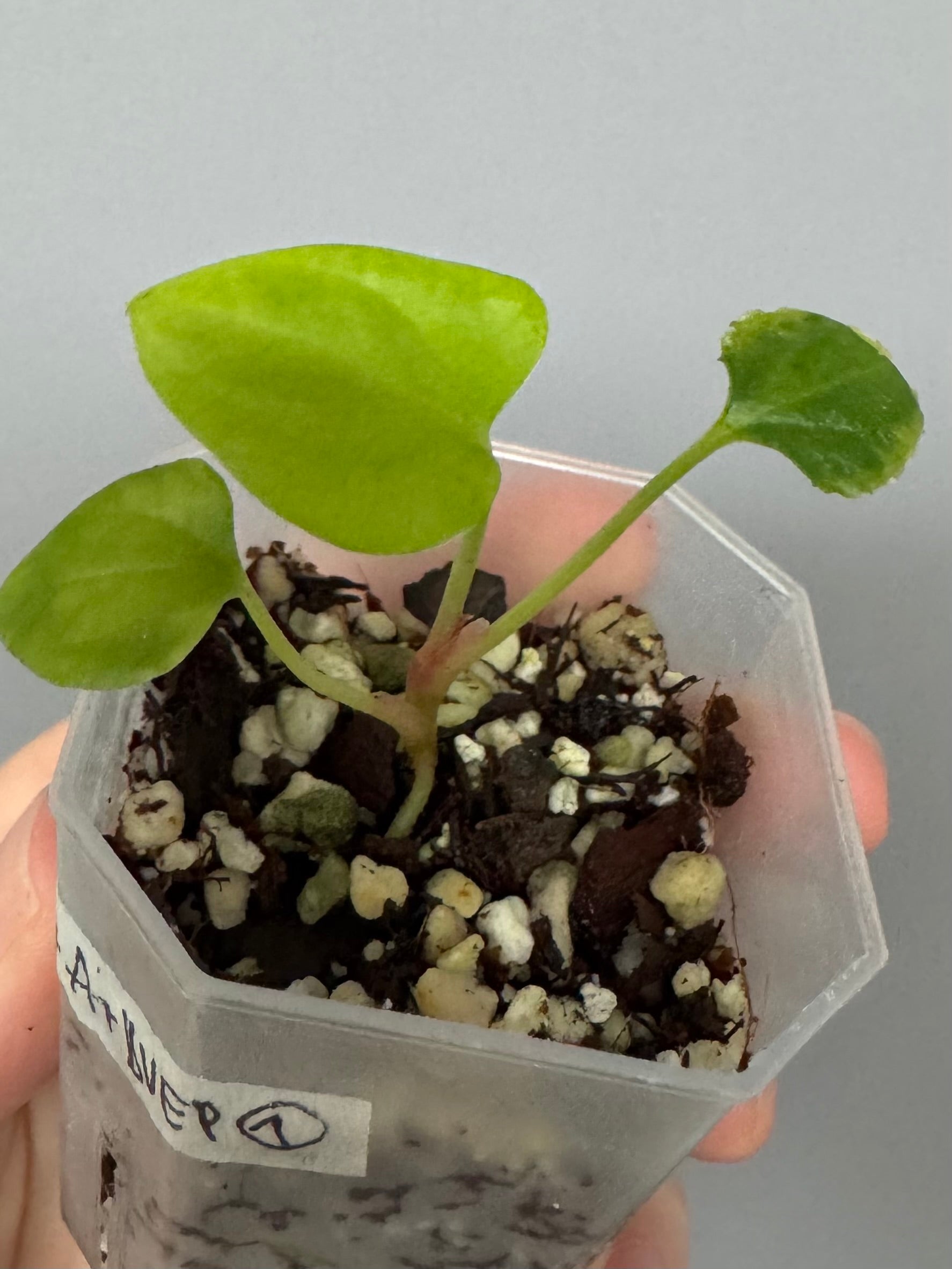 Anthurium (RGdressCarlaBVEP) x (PapA+xBVEP)