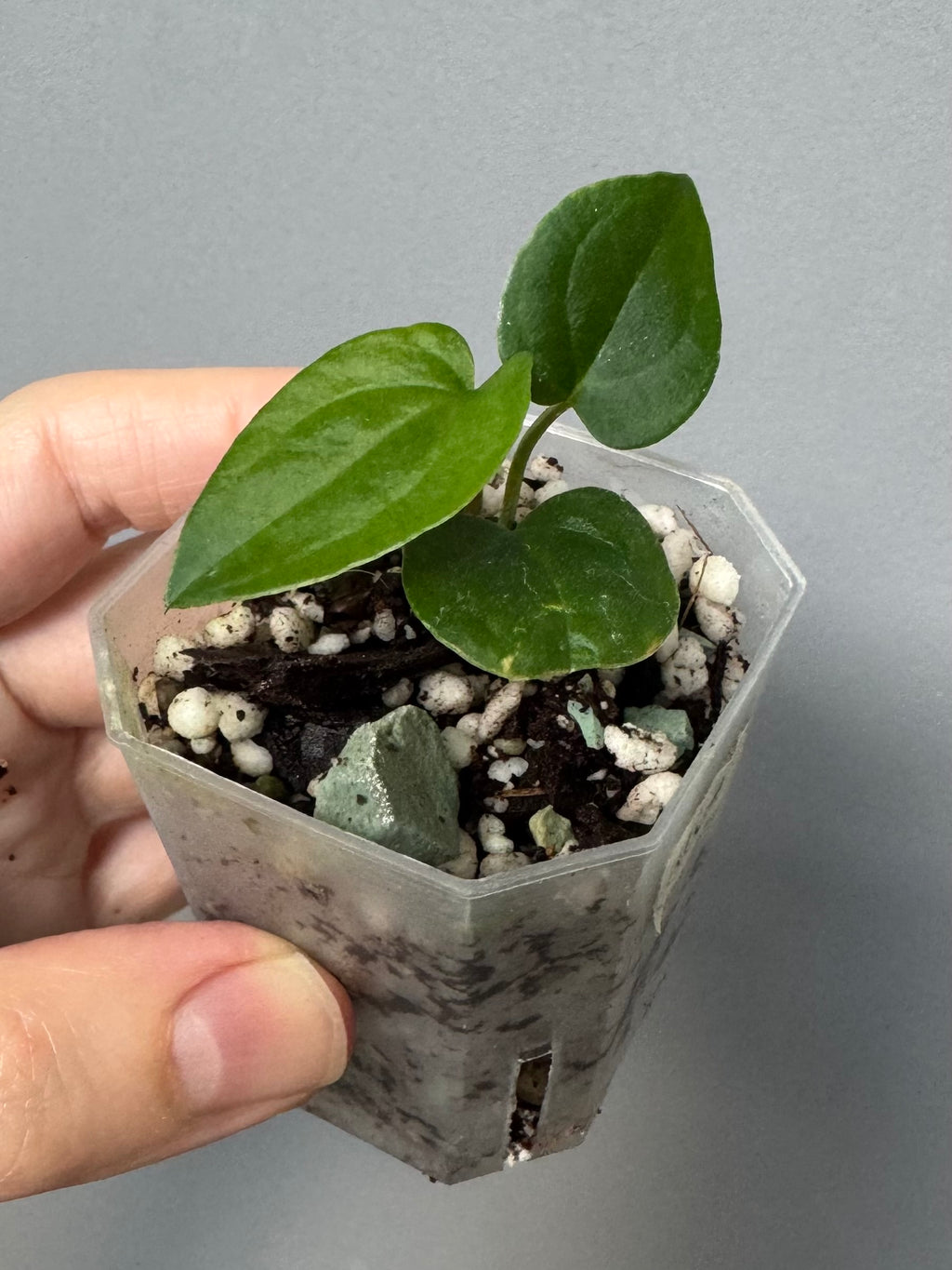 Midnight Velvet ‚Deep Ruby‘ clone