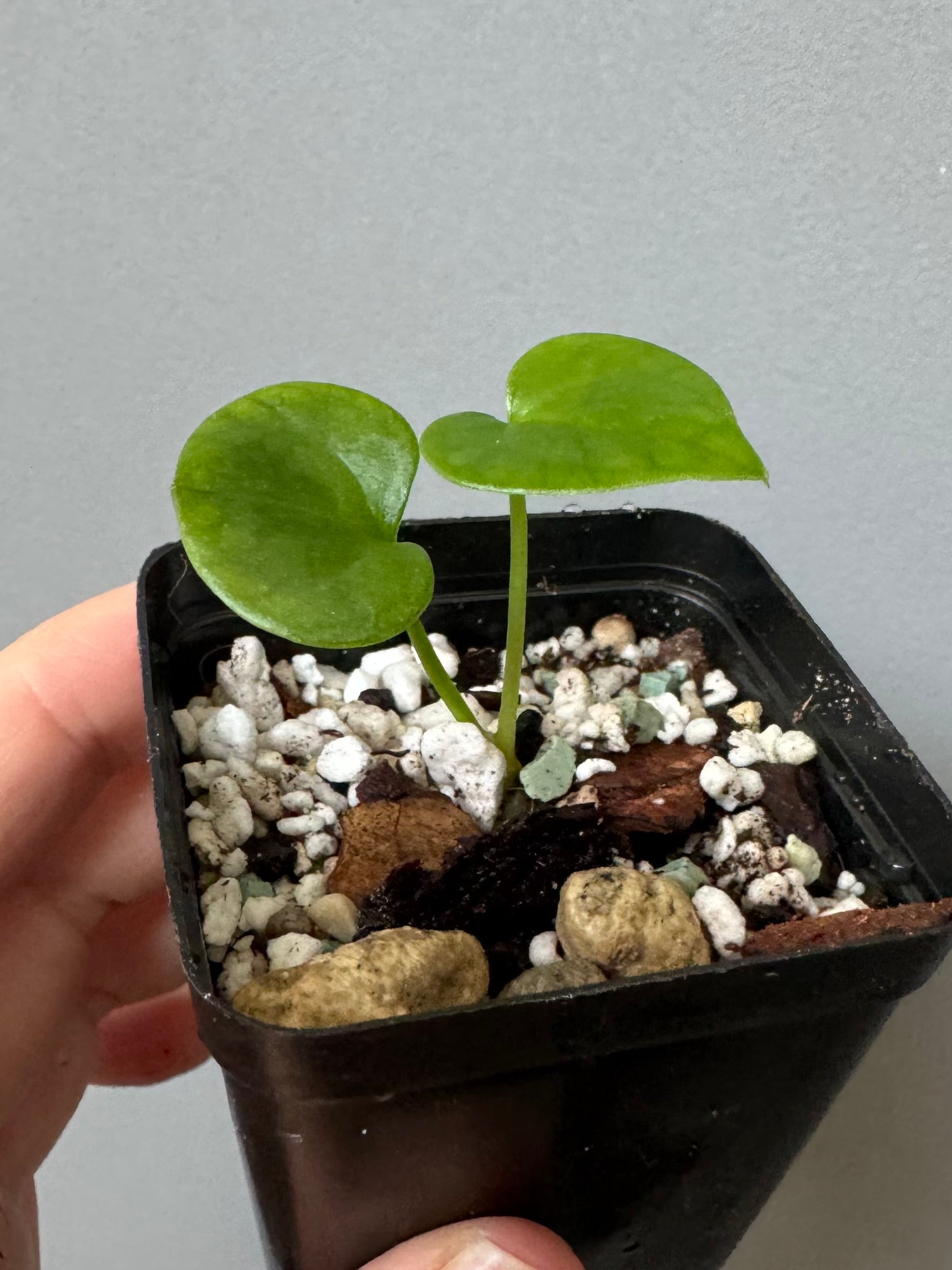 Anthurium ((Midnight Velvet x Red Studd) x NSE CarlaX) x diabloense (seedling #2)