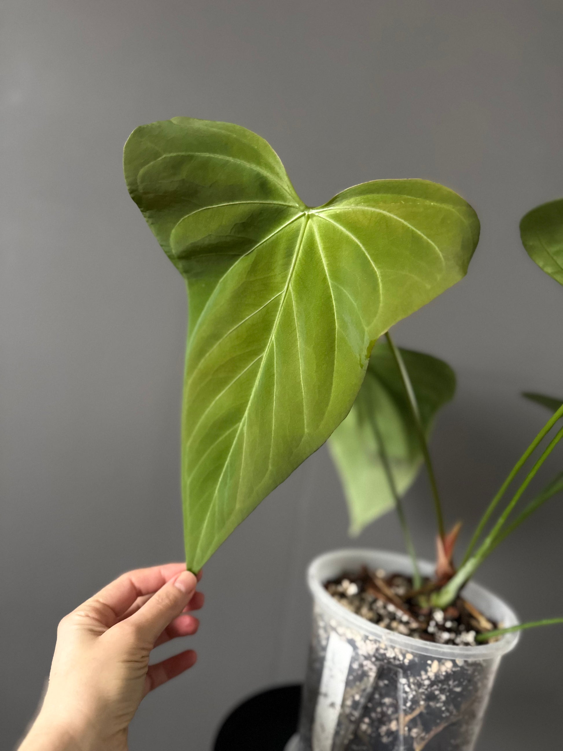 Anthurium CrystallinumX x Indo Portillae