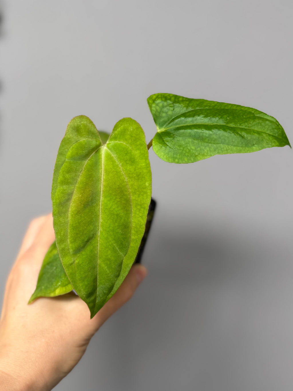 Anthurium NoID x Papi Indo (Thilo)