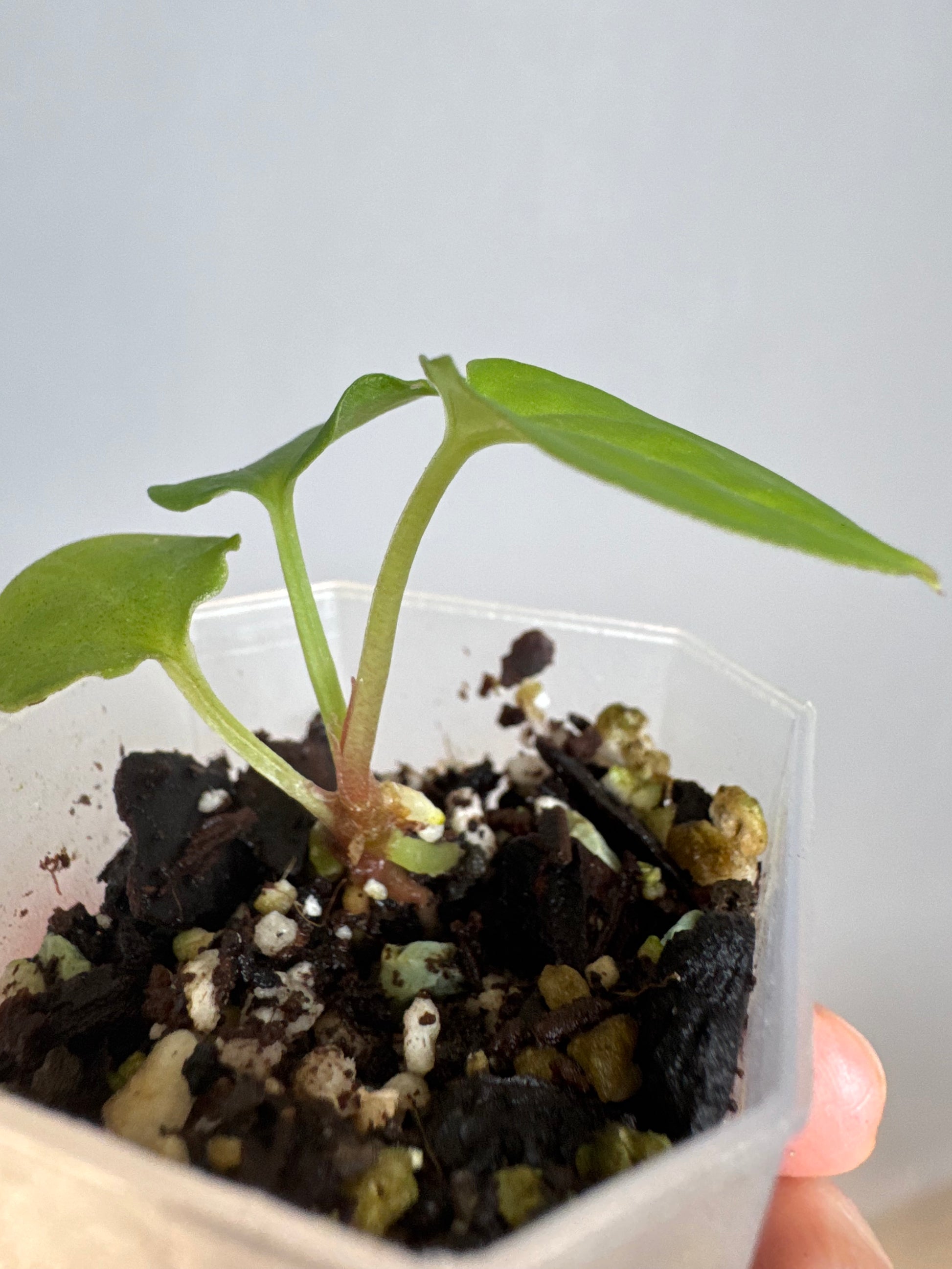 Anthurium BVEP x (Red Crystallinum x BVEP) (by 4aroids)