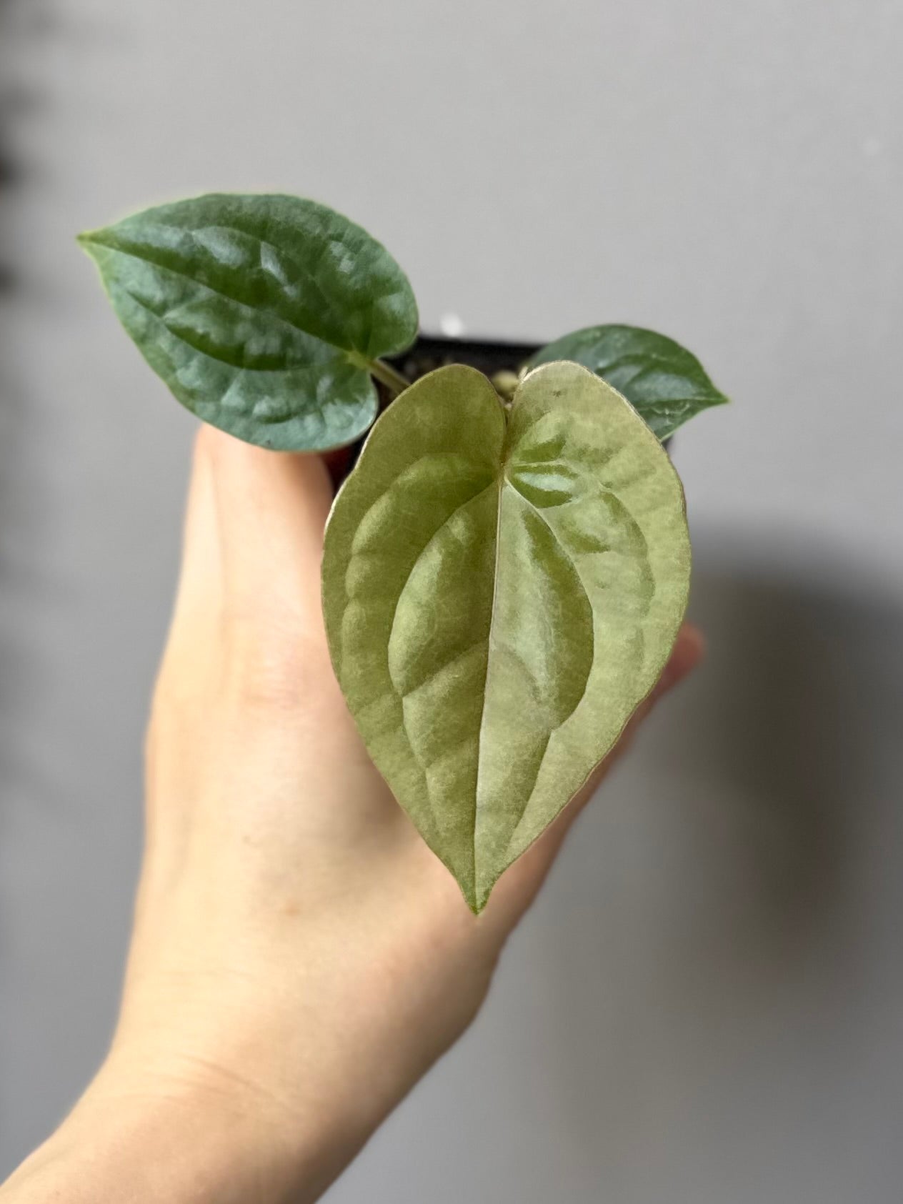 Anthurium (papillilaminum Hybrid x (KOS x Silver Blush)) X luxurians