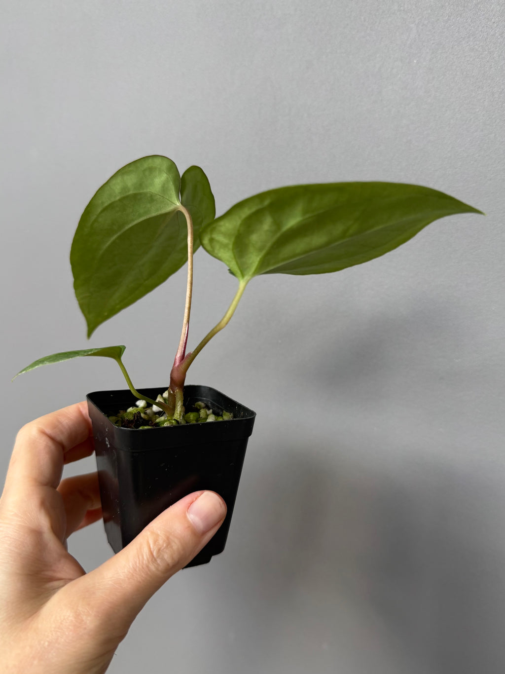 Anthurium (BVEP x portillae ‚Dorito‘) X papillilaminum H1 (by 4aroids)