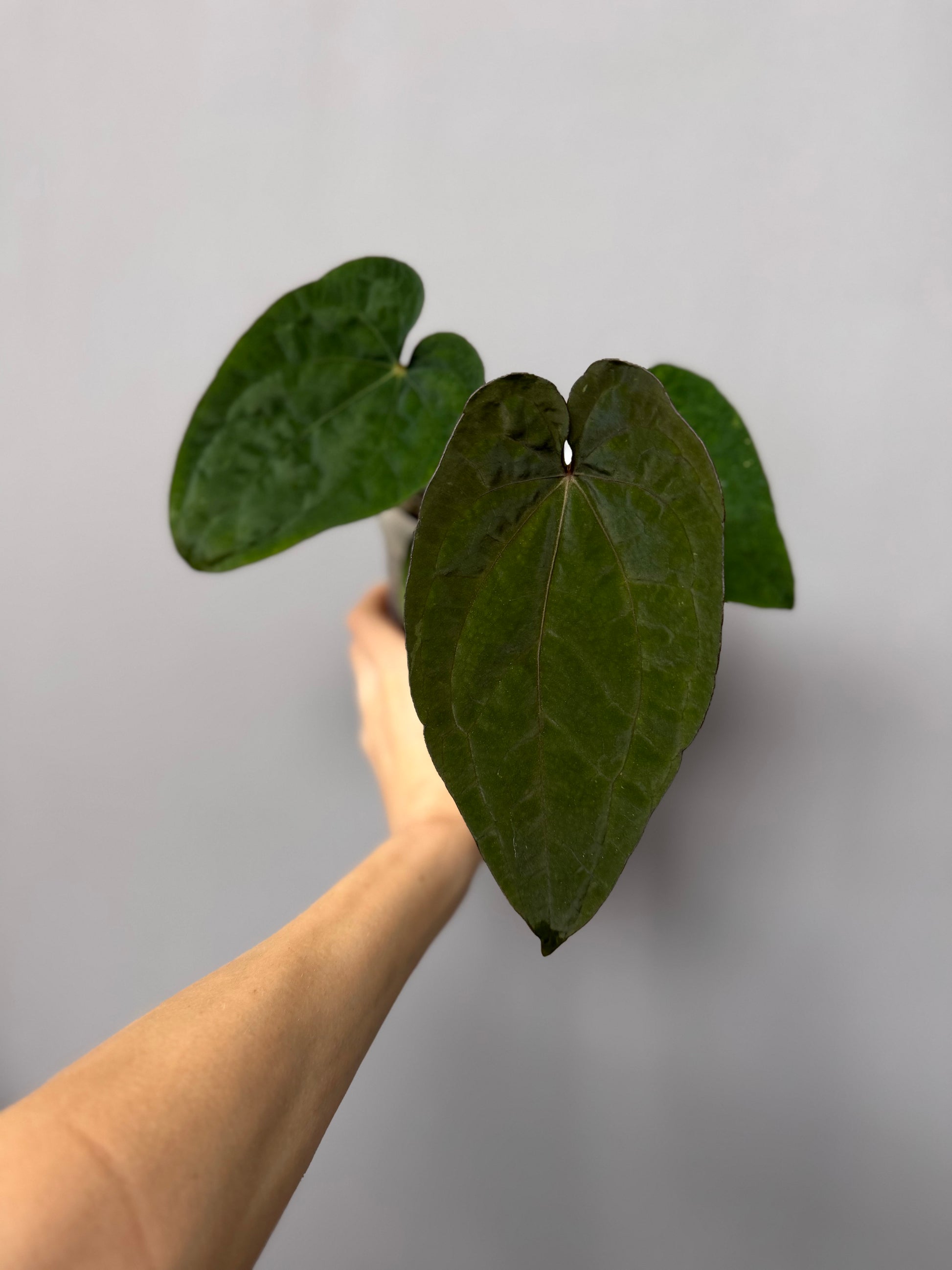 Anthurium Dressleri RG F2 x black (Grant)