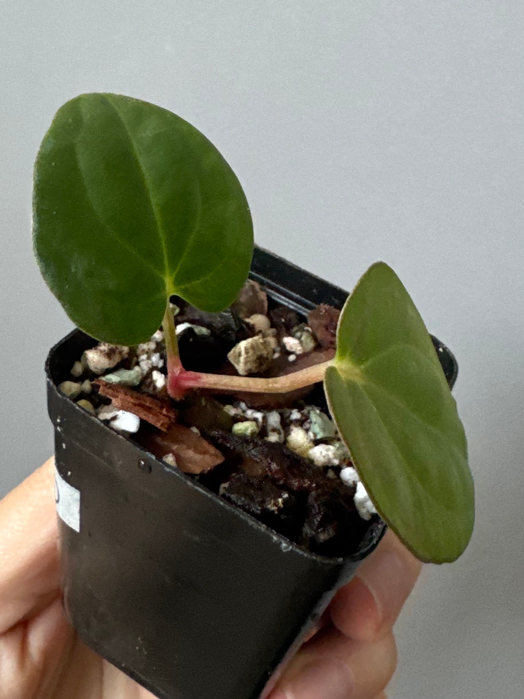 Anthurium carlablackiae RA13 x BVEP OG1 (#1) - cutting