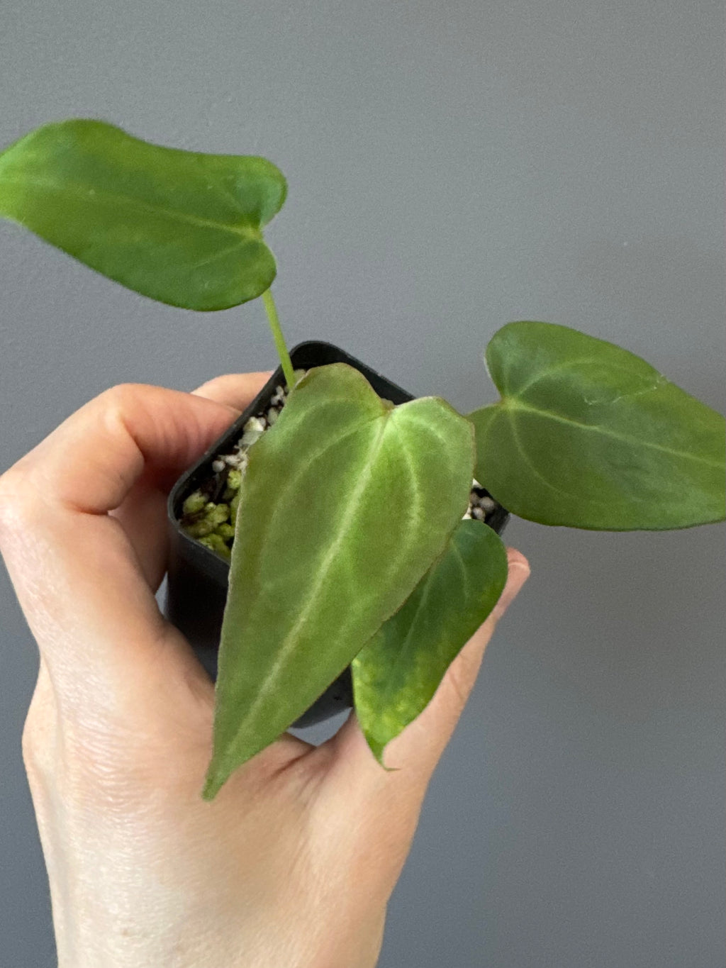 Anthurium (MagCrystalxNoID) x Delta Force