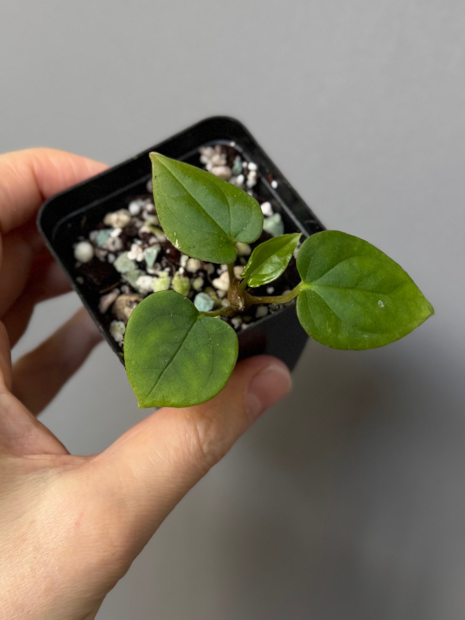 Anthurium Antolakii/ BVEP (Round x Felix) X Felix (Justin Jones / createdinagarden)