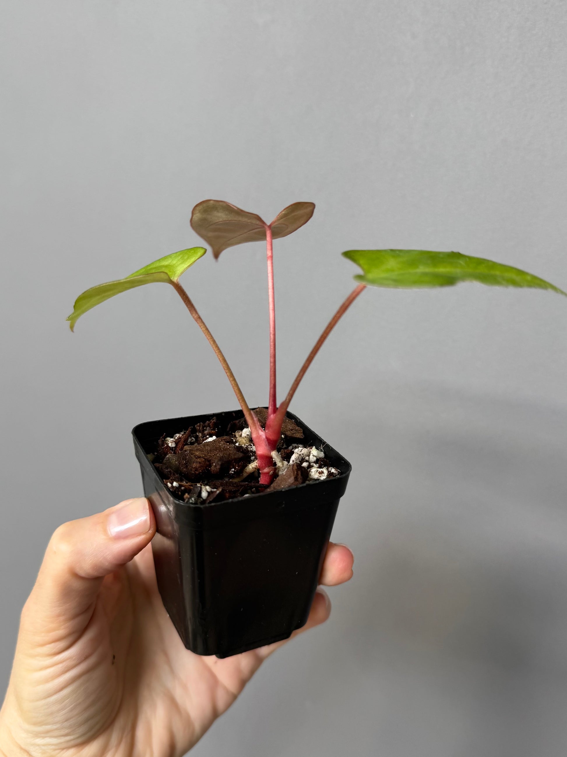 Anthurium crystallinum x papillilaminum