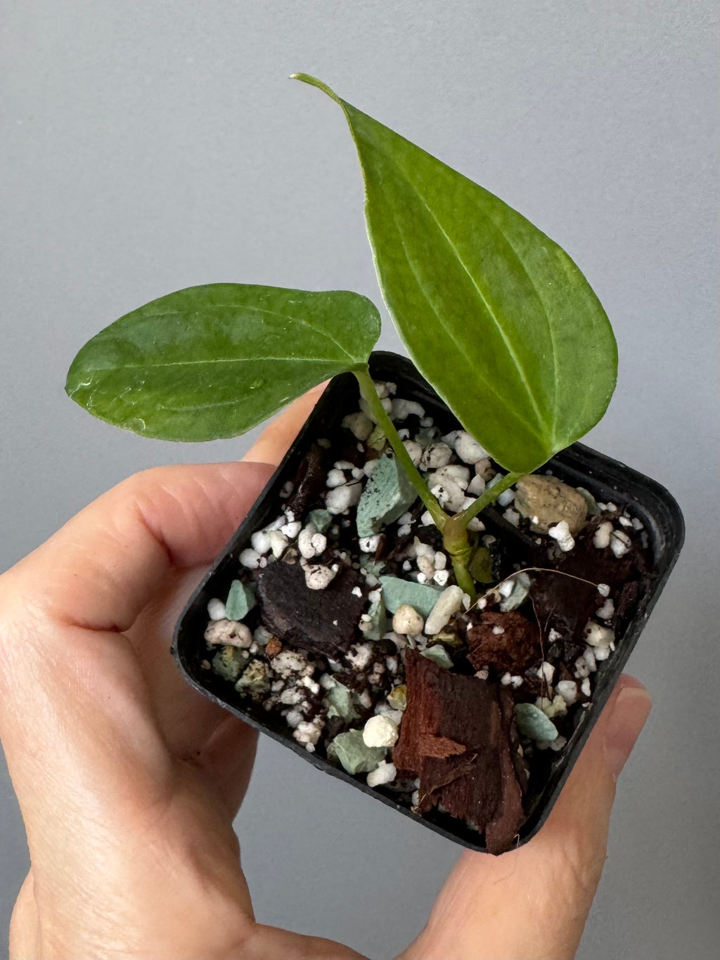 Anthurium (Queen of Hearts x besseae aff OR forgetii) x NSE CarlaX