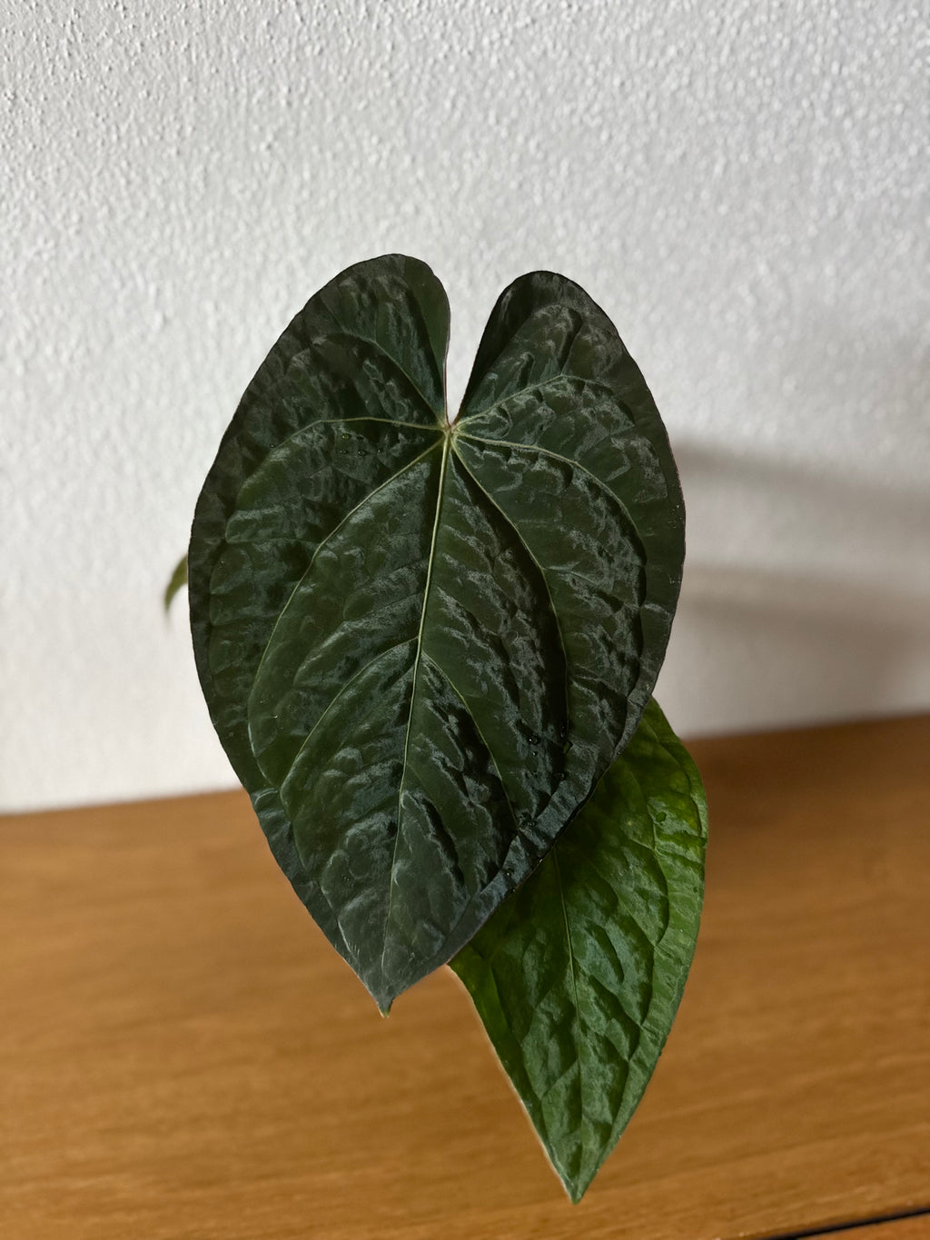 Anthurium NSE Carlablackiae x kunayalense (#2) cutting