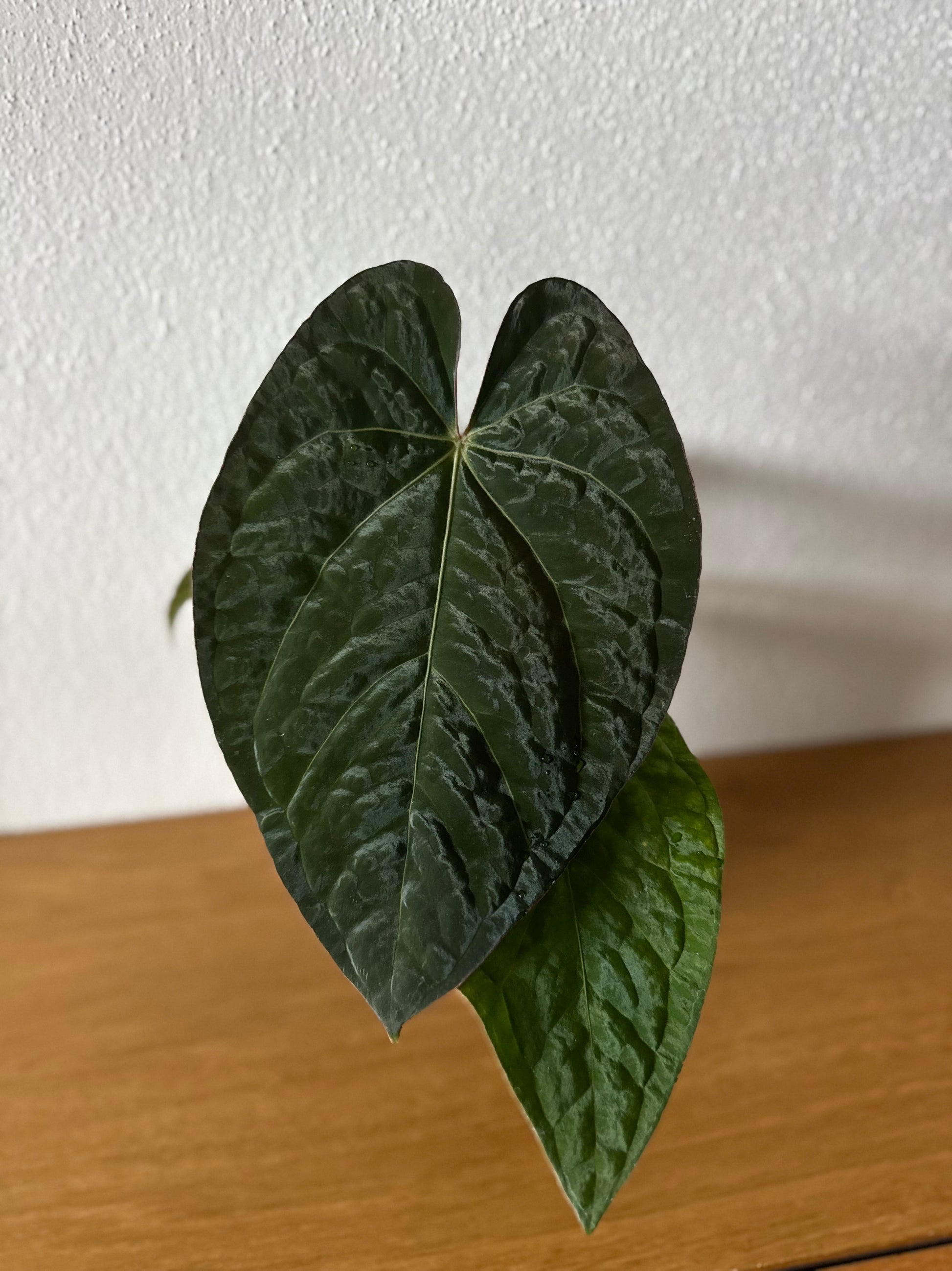 Anthurium NSE Carlablackiae x kunayalense (#2) cutting