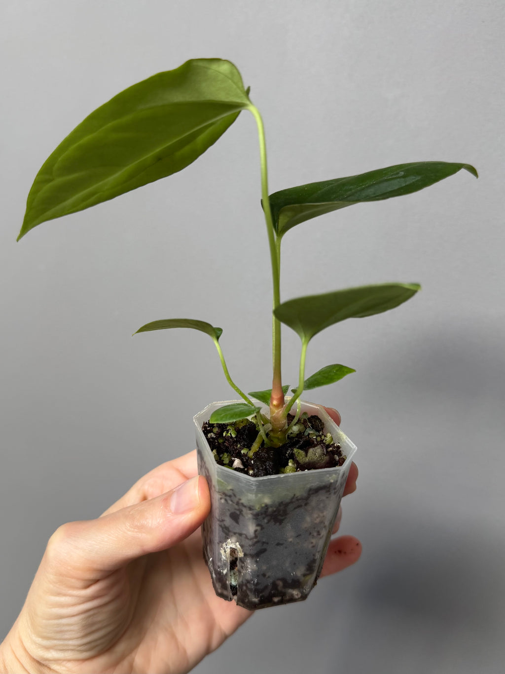 Anthurium Mr. Worldwide x BVEP RoundxFelix (#3) (by variegated_stringray)