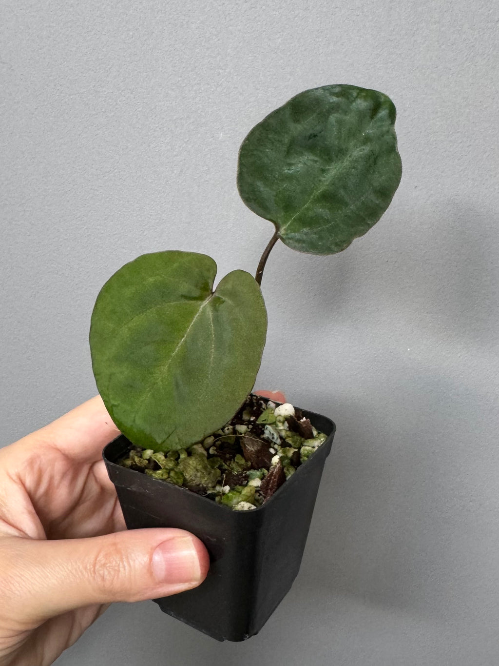 Anthurium Ace of Spades (AOS) dark form (Tezula) Clone (von abelia.plants)
