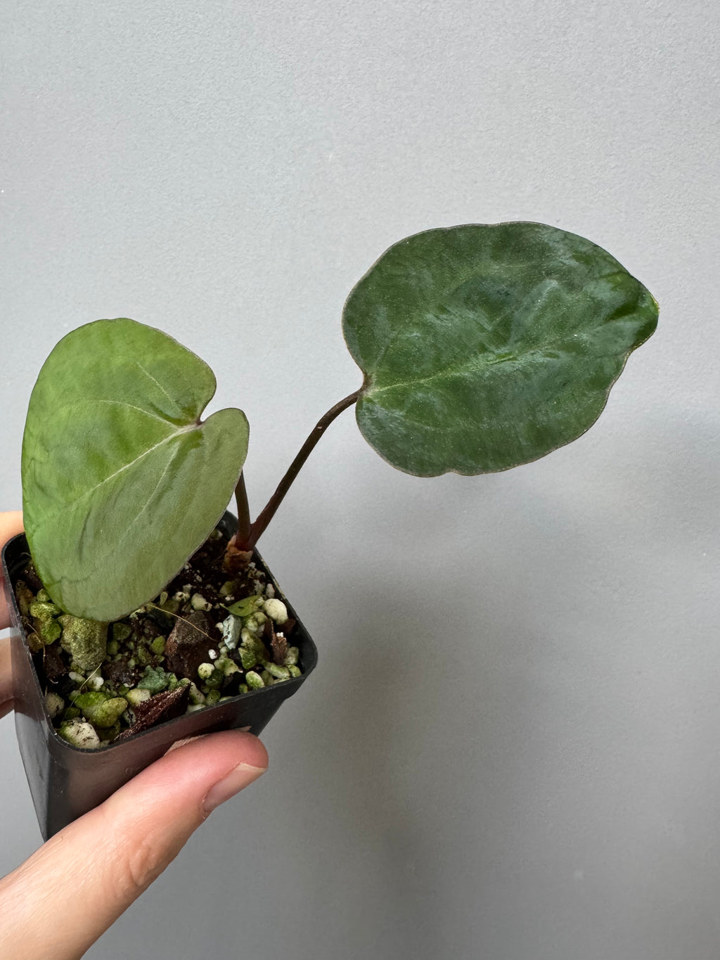 Anthurium Ace of Spades (AOS) dark form (Tezula) Clone (von abelia.plants)