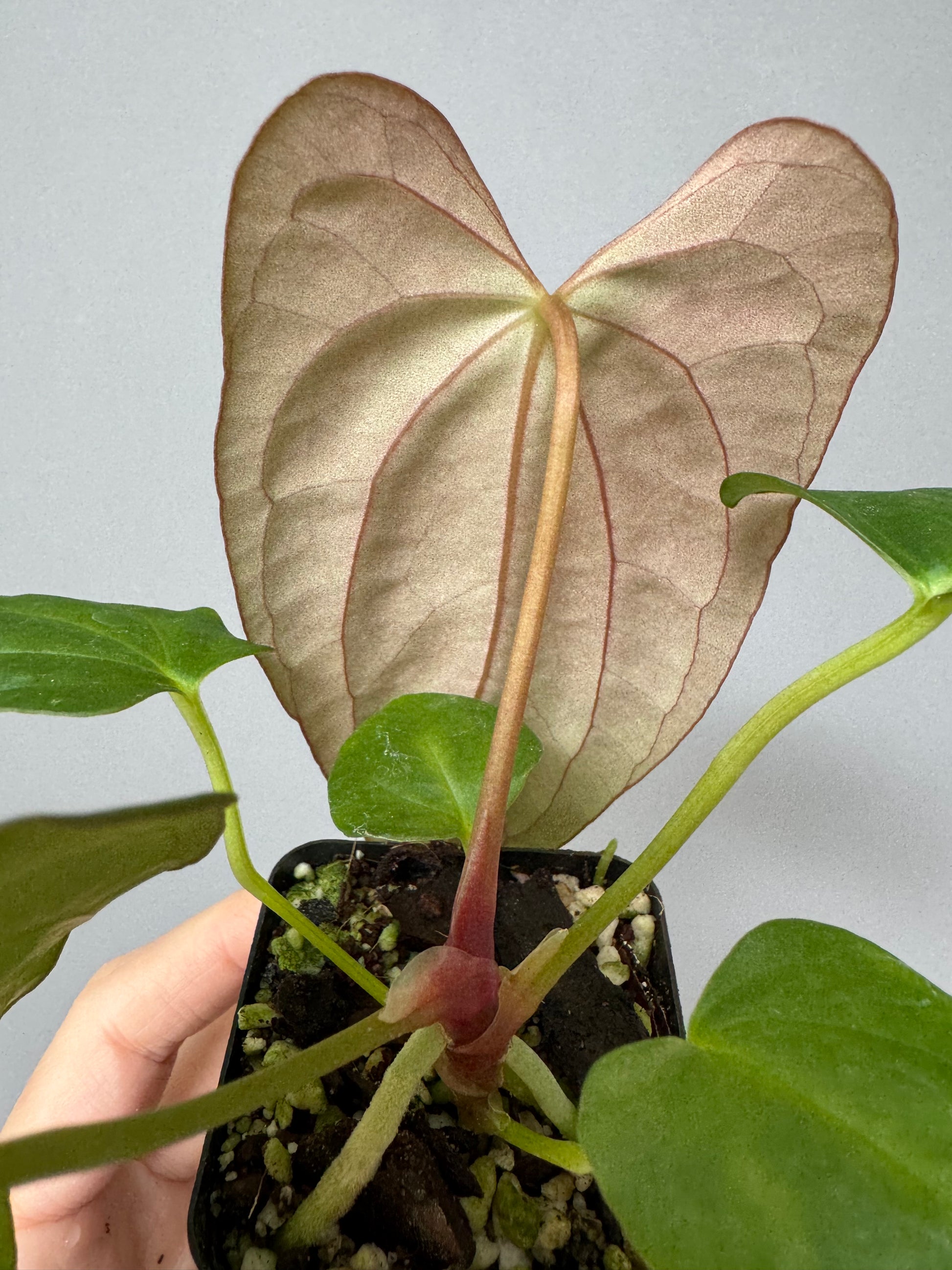 Anthurium (NoID x Papi Indo #2) x  (NoID x Papi Indo #1)