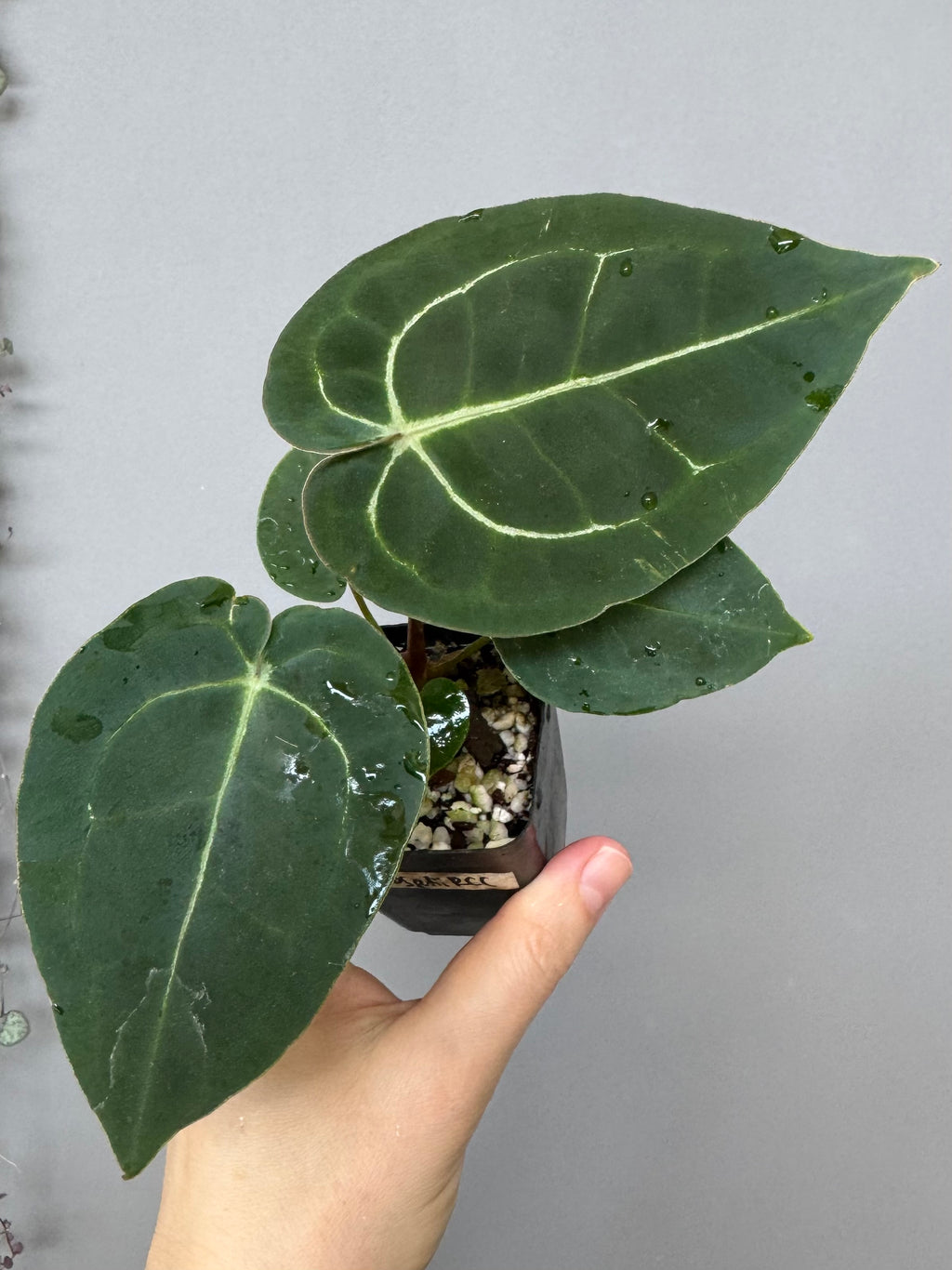 Anthurium (AOS x forgetii) x (NSE Red Crystallinum x Carlablackiae)