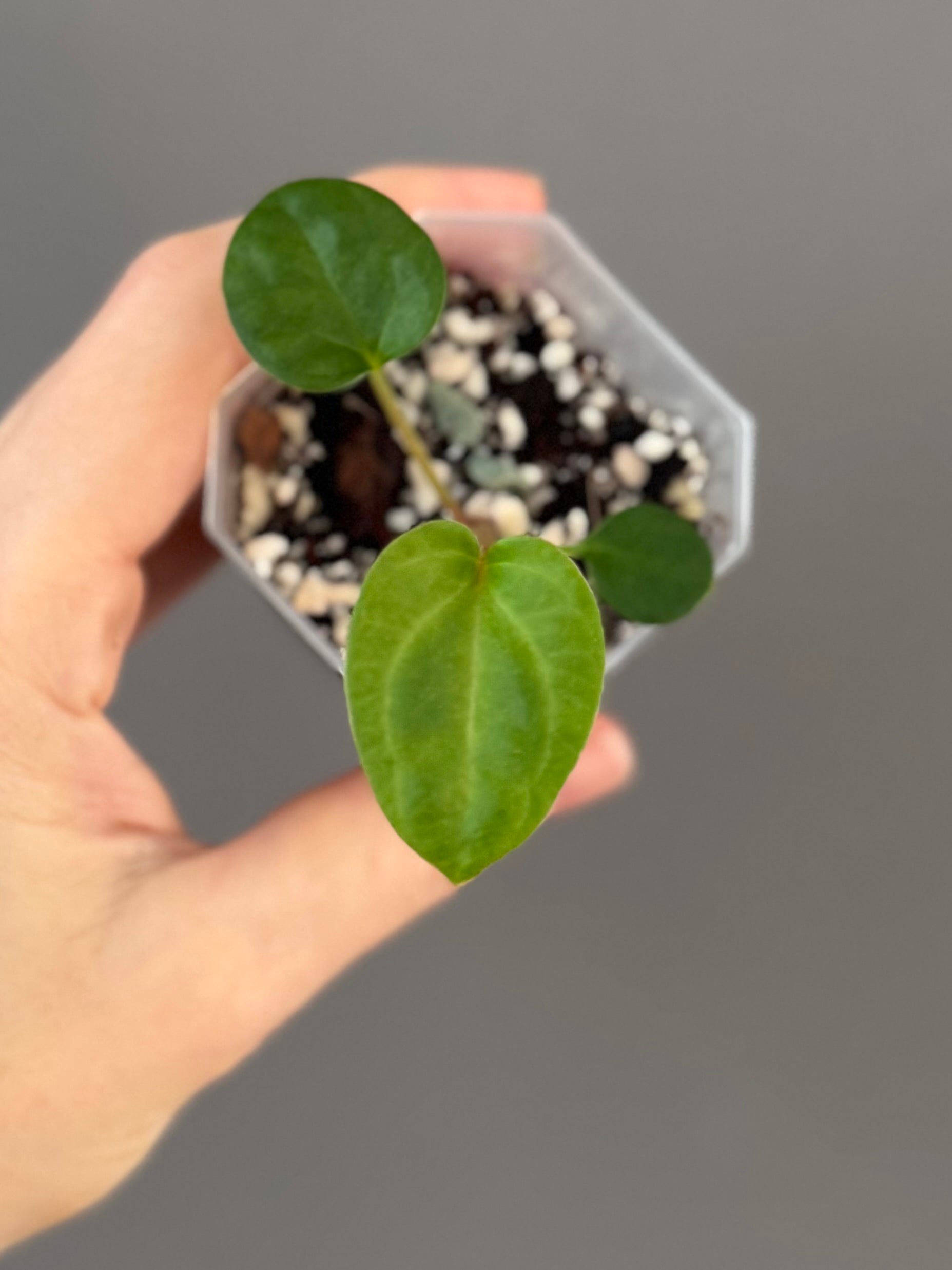 Anthurium NSE Carlablackiae x kunayalense (clone #1)