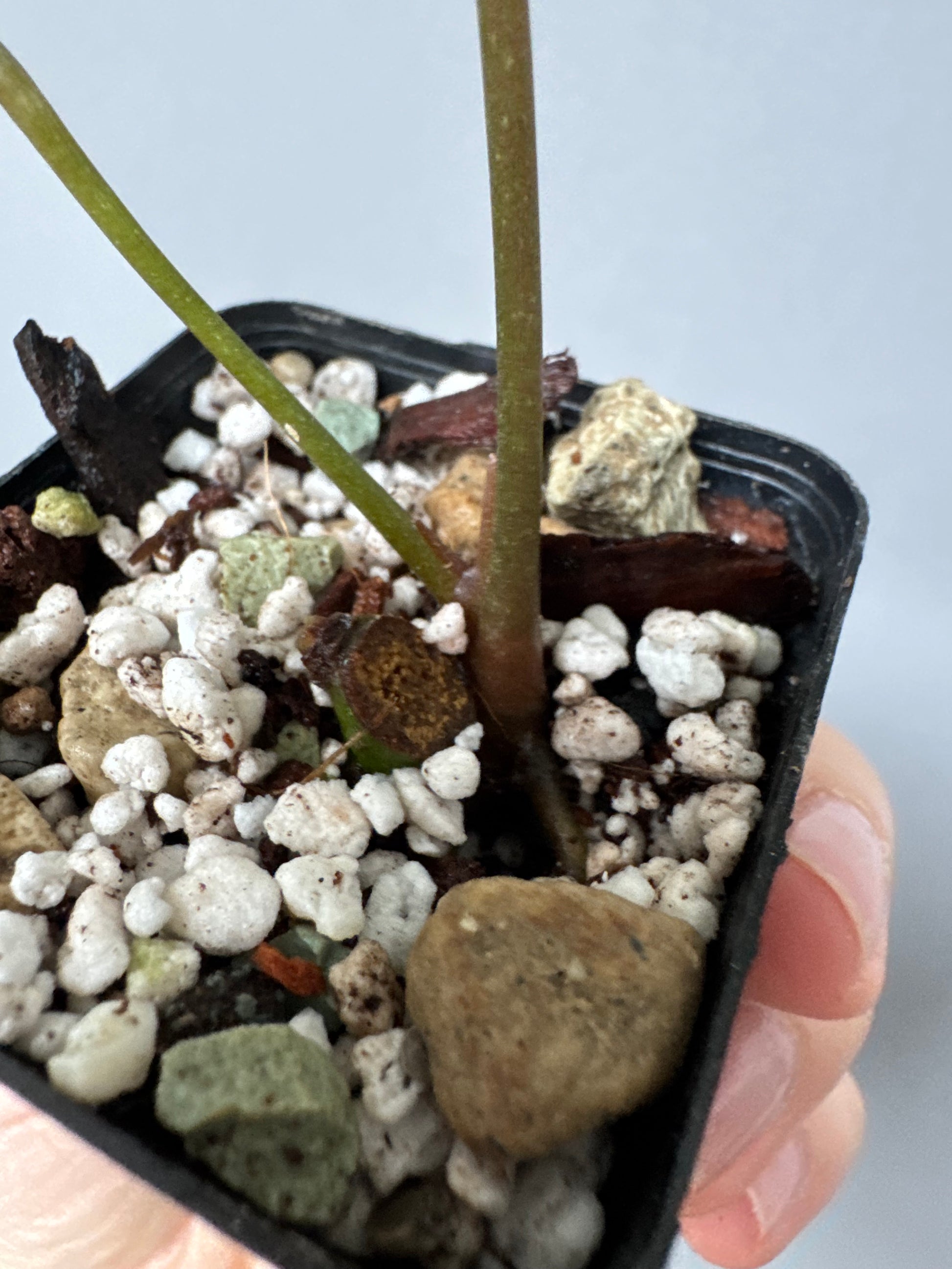 Anthurium (Indo Port x KOS) x (KOS x forgetii)