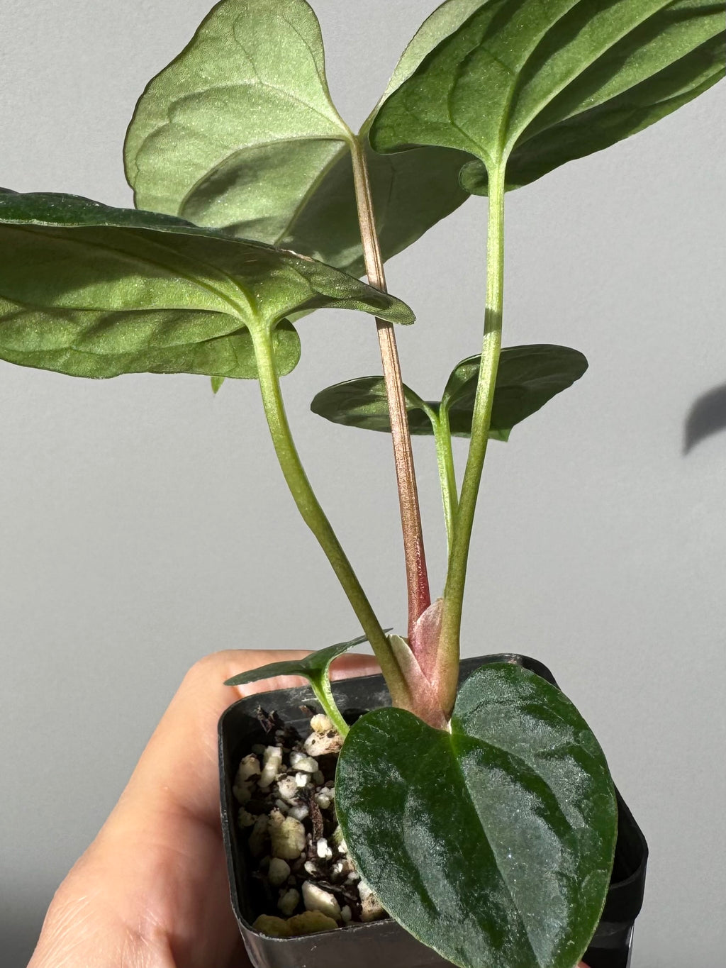 Anthurium ((BVEP x Portillae Dorito) x (Dark Phoenix x Goliath)) x (Fort Sherman x RVDP)