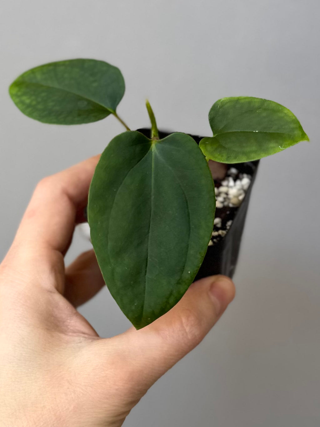 Anthurium Mr. Worldwide x BVEP RoundxFelix (#3) (by variegated_stringray)