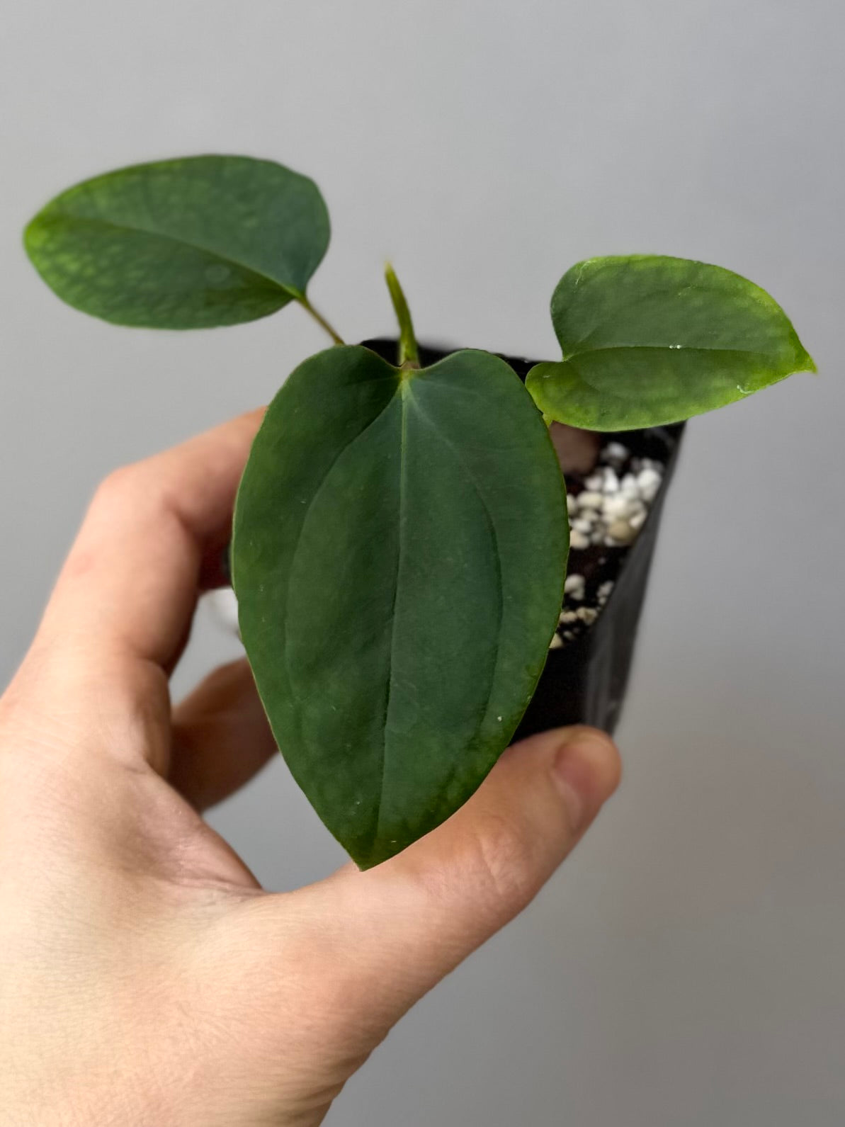 Anthurium Mr. Worldwide x BVEP RoundxFelix (#3) (by variegated_stringray)