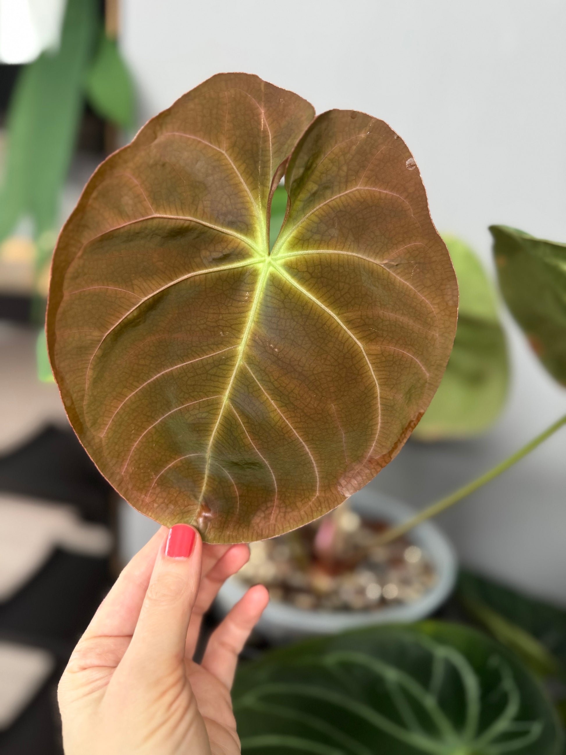 Anthurium Indo dressleri xself