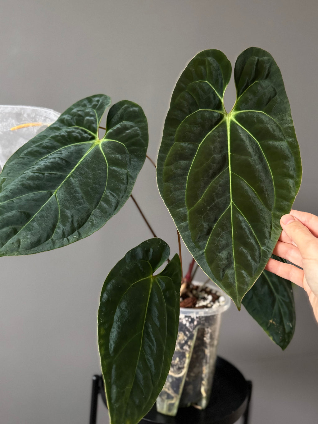 Anthurium Black Besseae aff. x BVEP (Chahrazade)